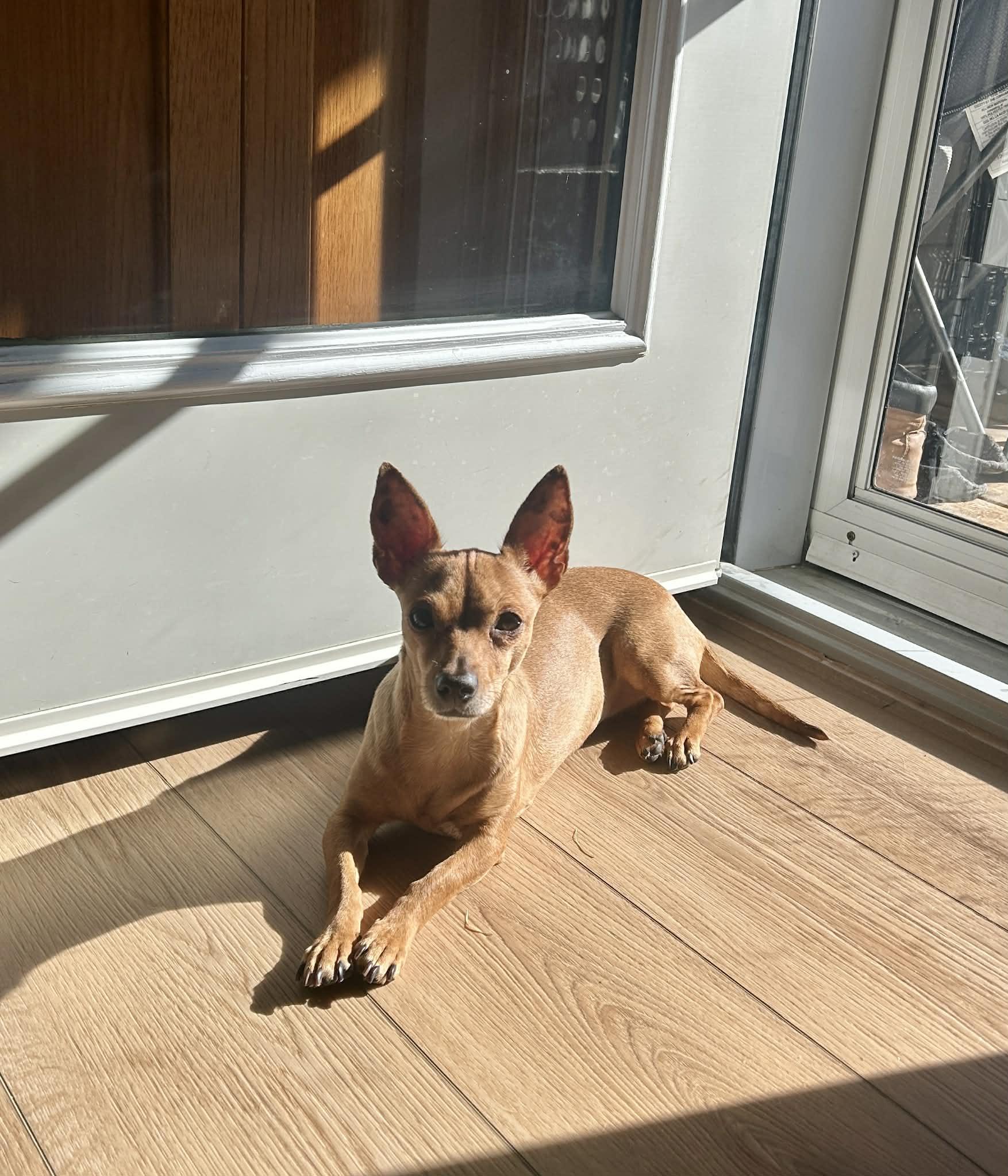 Enlarge Penny, a ADOPTABLE mixed breed in Didsbury, AB image 2/6