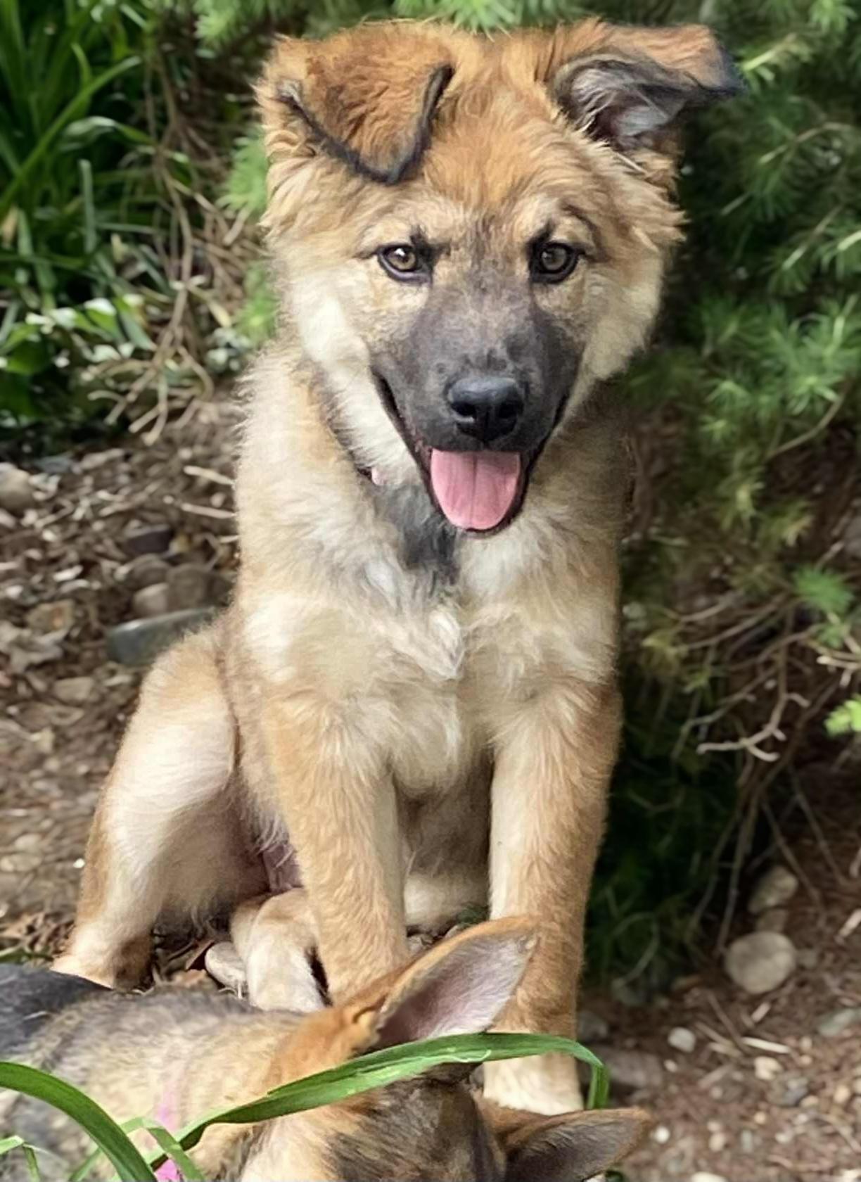 Coco