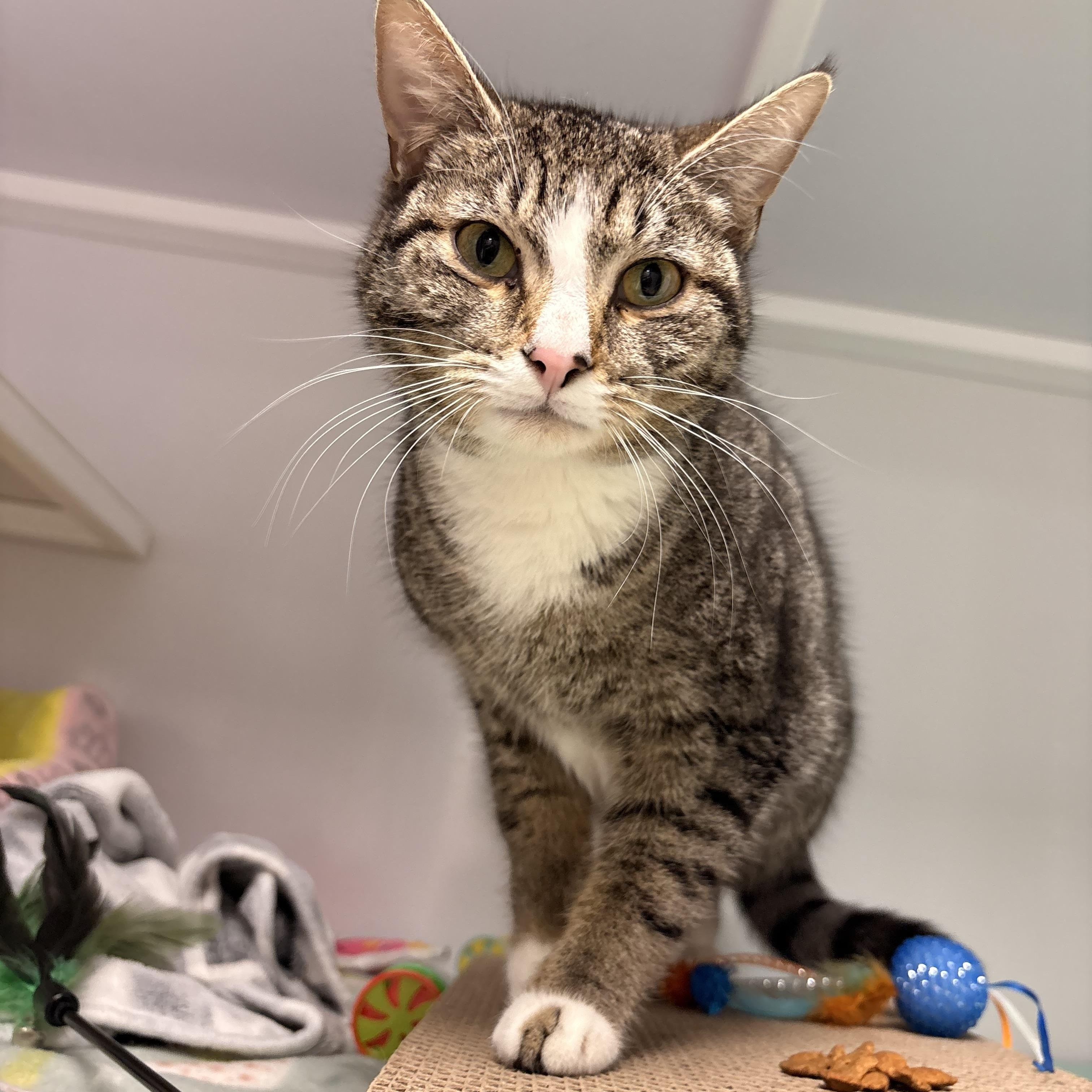 Iris, adopted, Adult Female Domestic Short Hair.