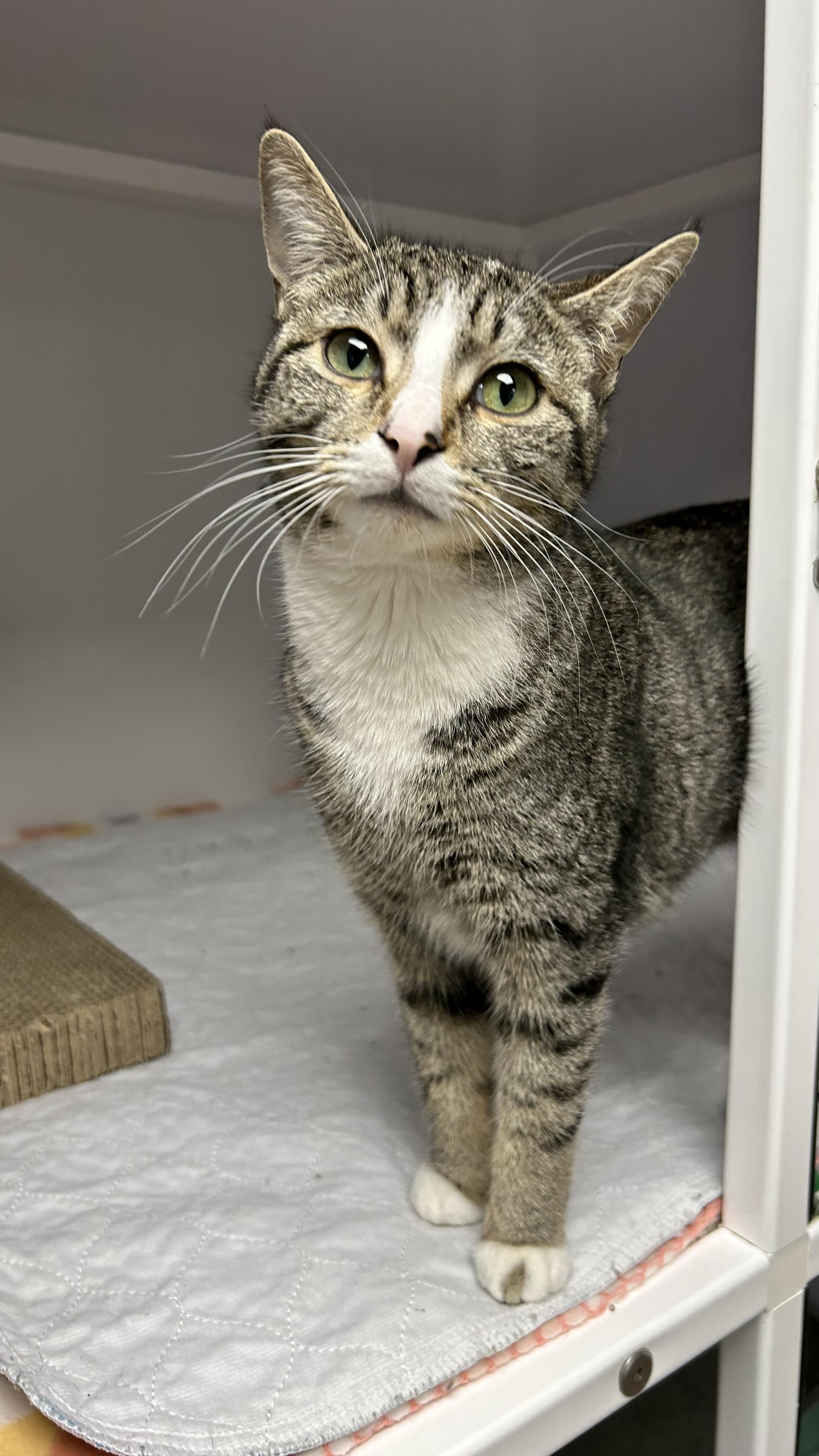 Enlarge Iris, an adopted Domestic Short Hair in White Oak, PA image 4/4