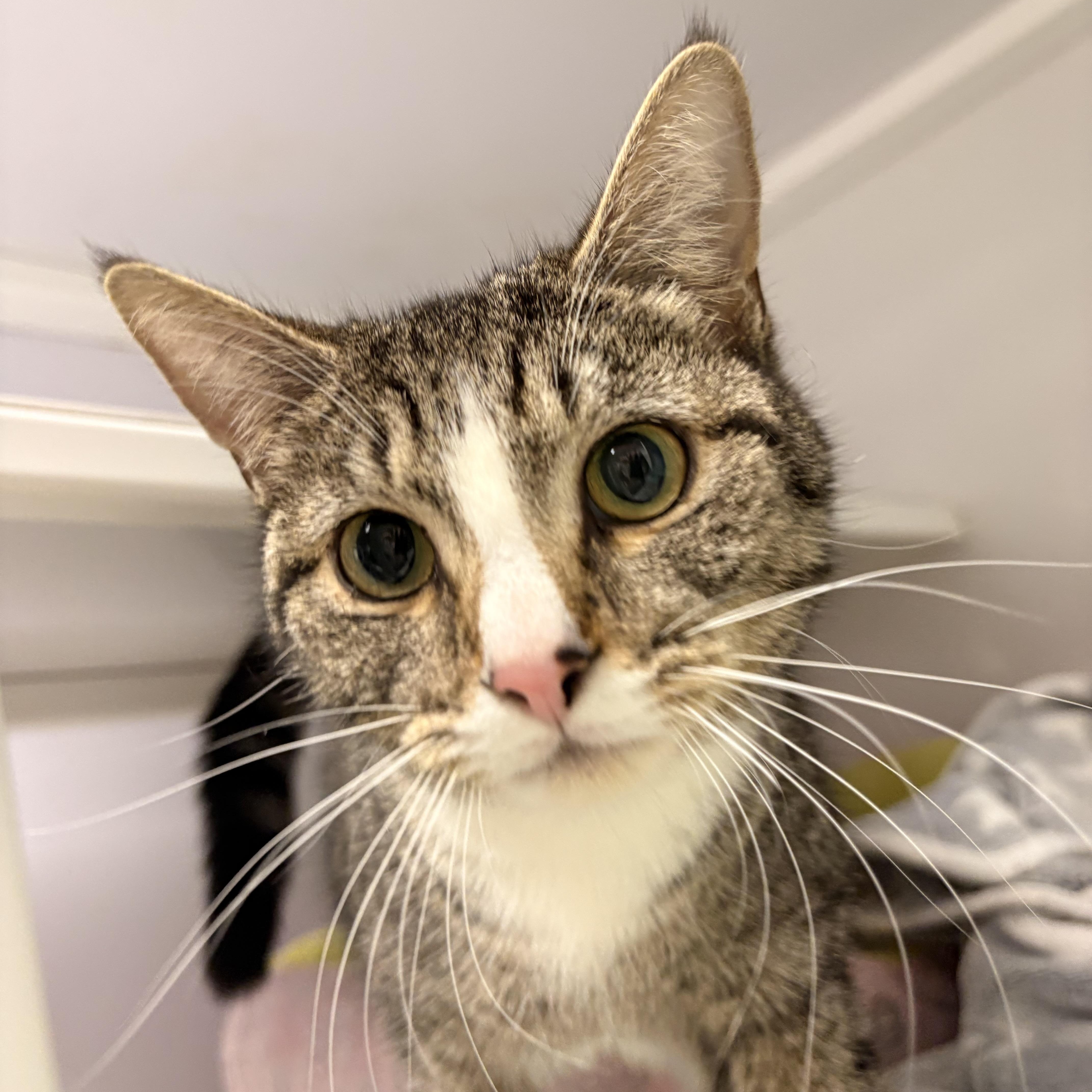 Enlarge Iris, an adopted Domestic Short Hair in White Oak, PA image 2/4