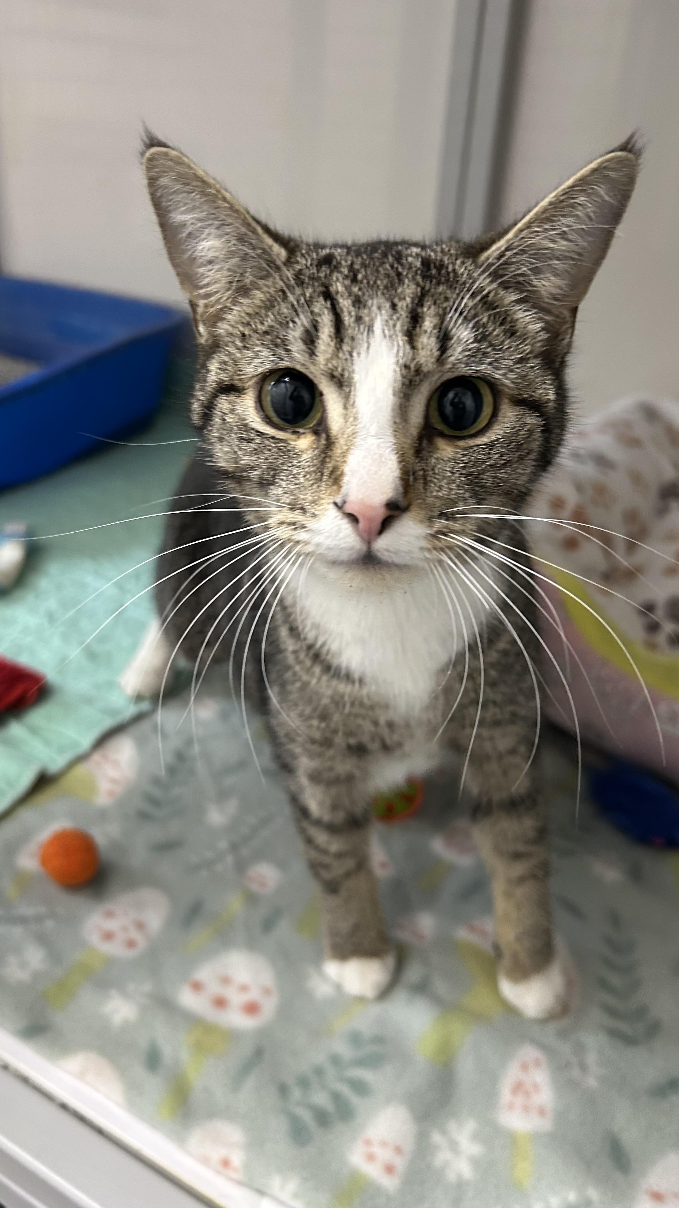 Enlarge Iris, an adopted Domestic Short Hair in White Oak, PA image 3/4