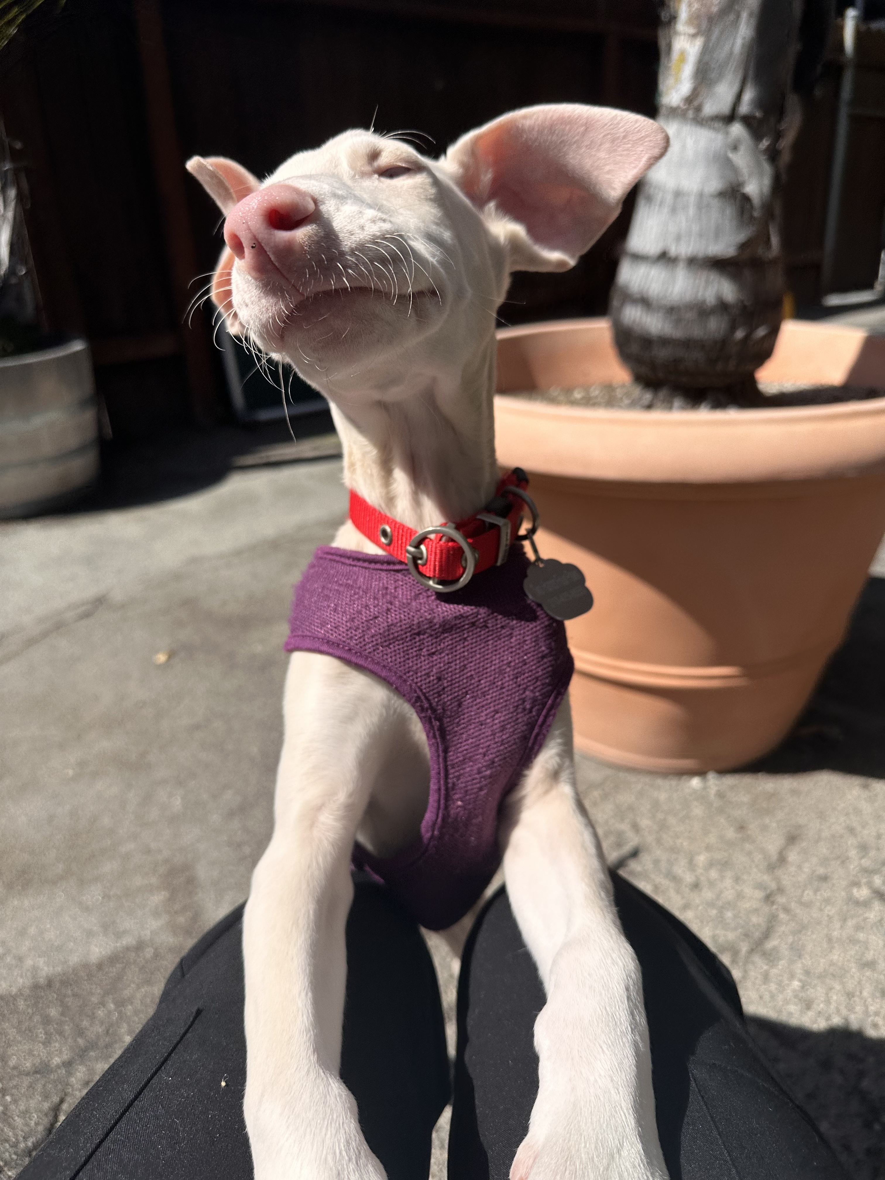 Enlarge Daffodil, a Adopted Doberman Pinscher in Los Angeles, CA image 4/4