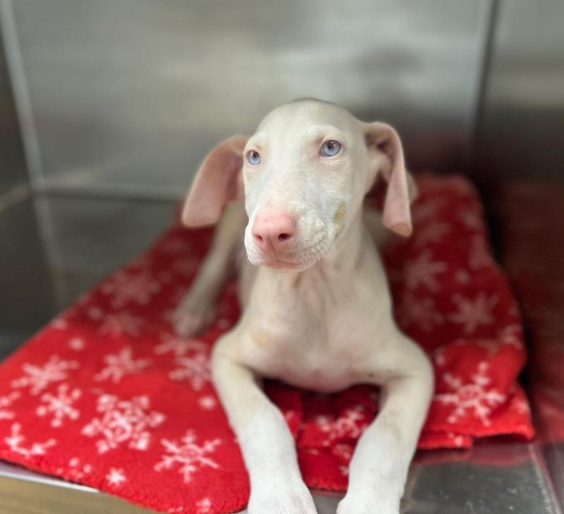 Daffodil, Adopted, Puppy Female Doberman Pinscher.