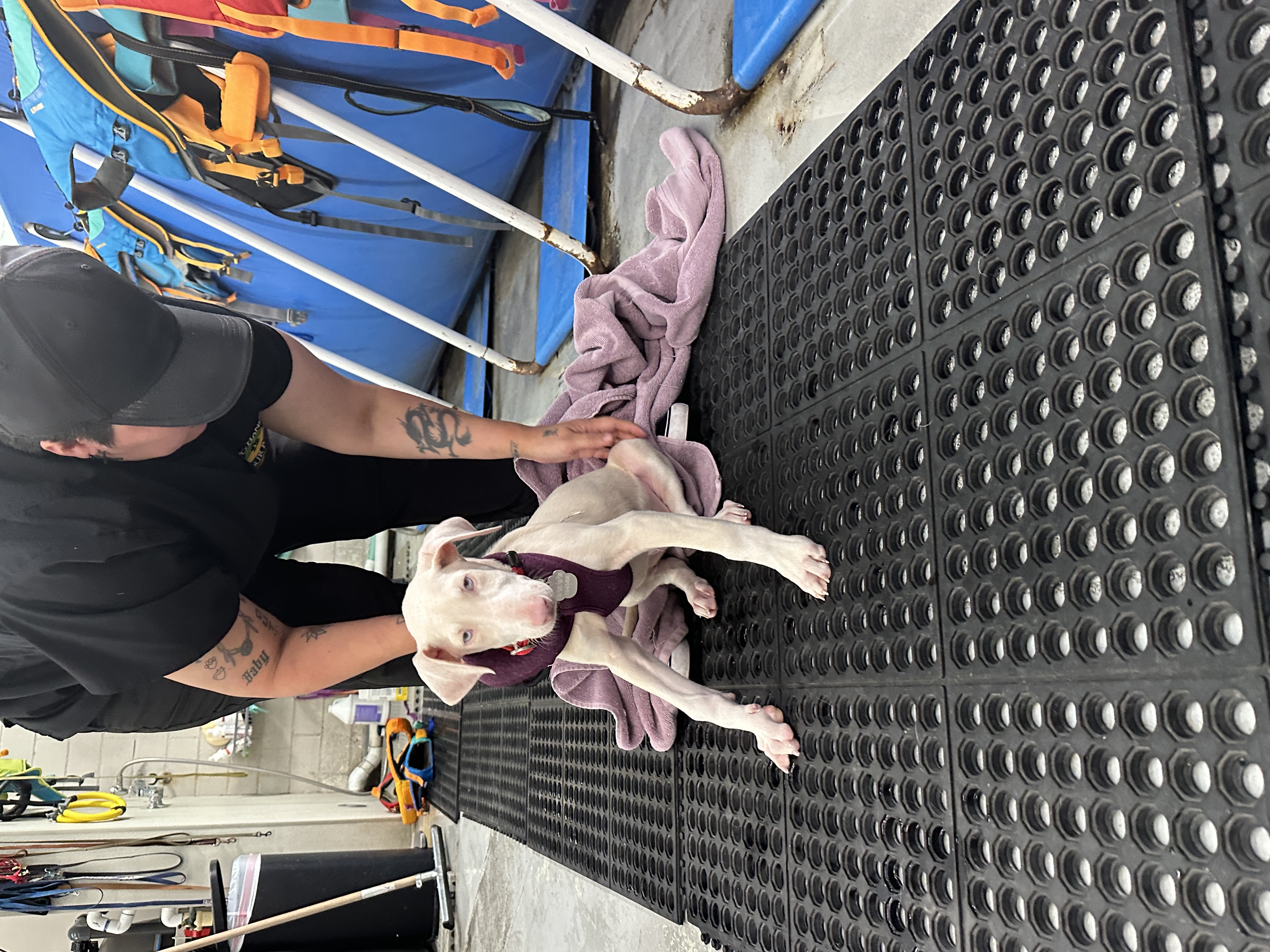 Enlarge Daffodil, a Adopted Doberman Pinscher in Los Angeles, CA image 3/4