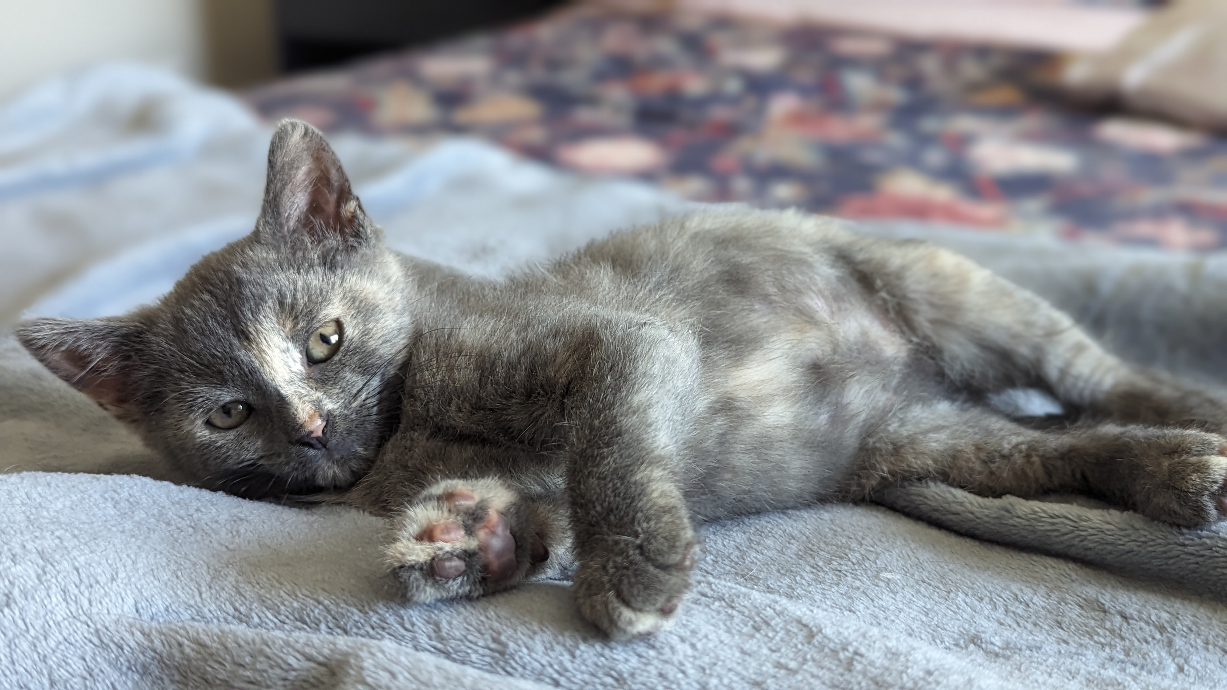 Enlarge Twill (Patterns litter), a Adopted mixed breed in Tucker, GA image 4/6