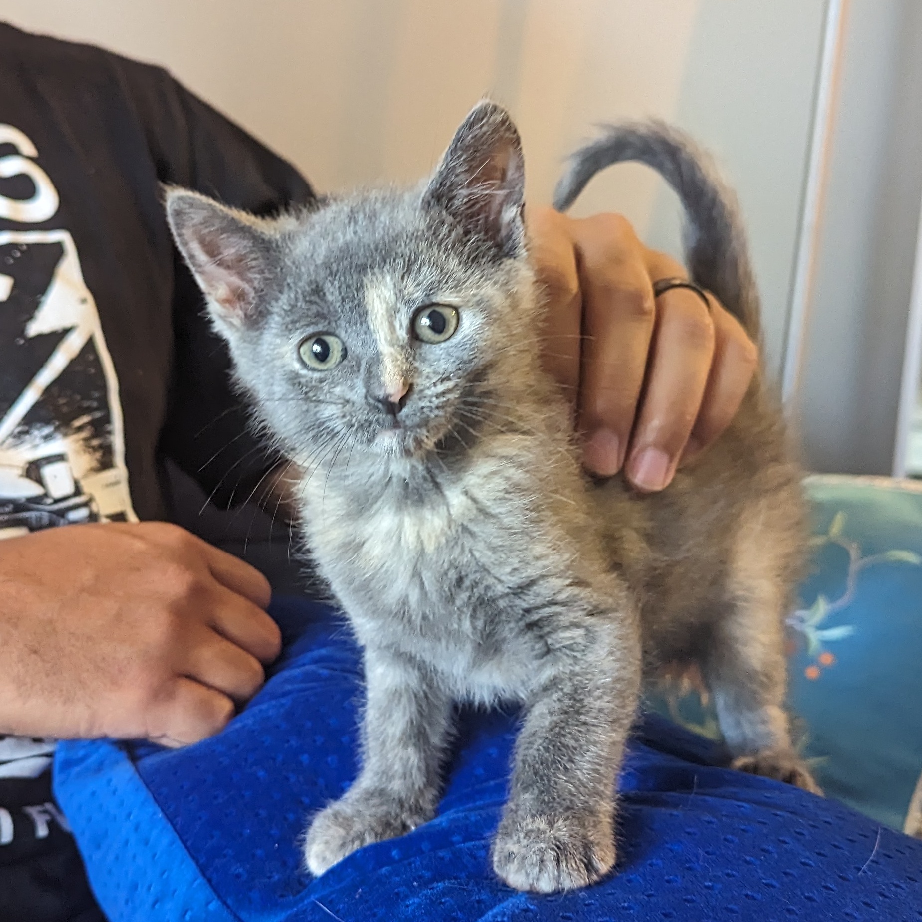 Enlarge Twill (Patterns litter), a Adopted mixed breed in Tucker, GA image 6/6