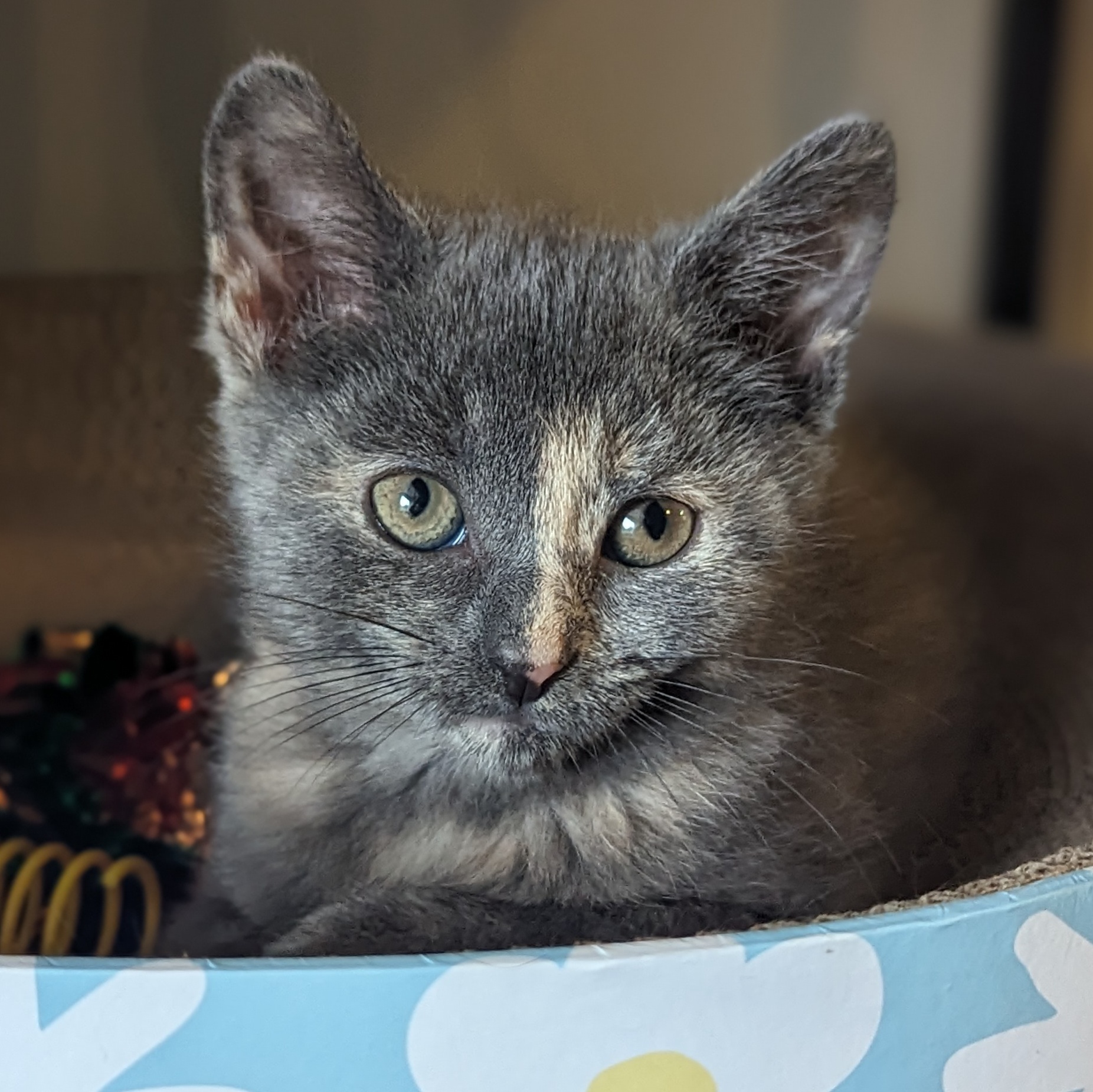 Enlarge Twill (Patterns litter), a Adopted mixed breed in Tucker, GA image 1/6