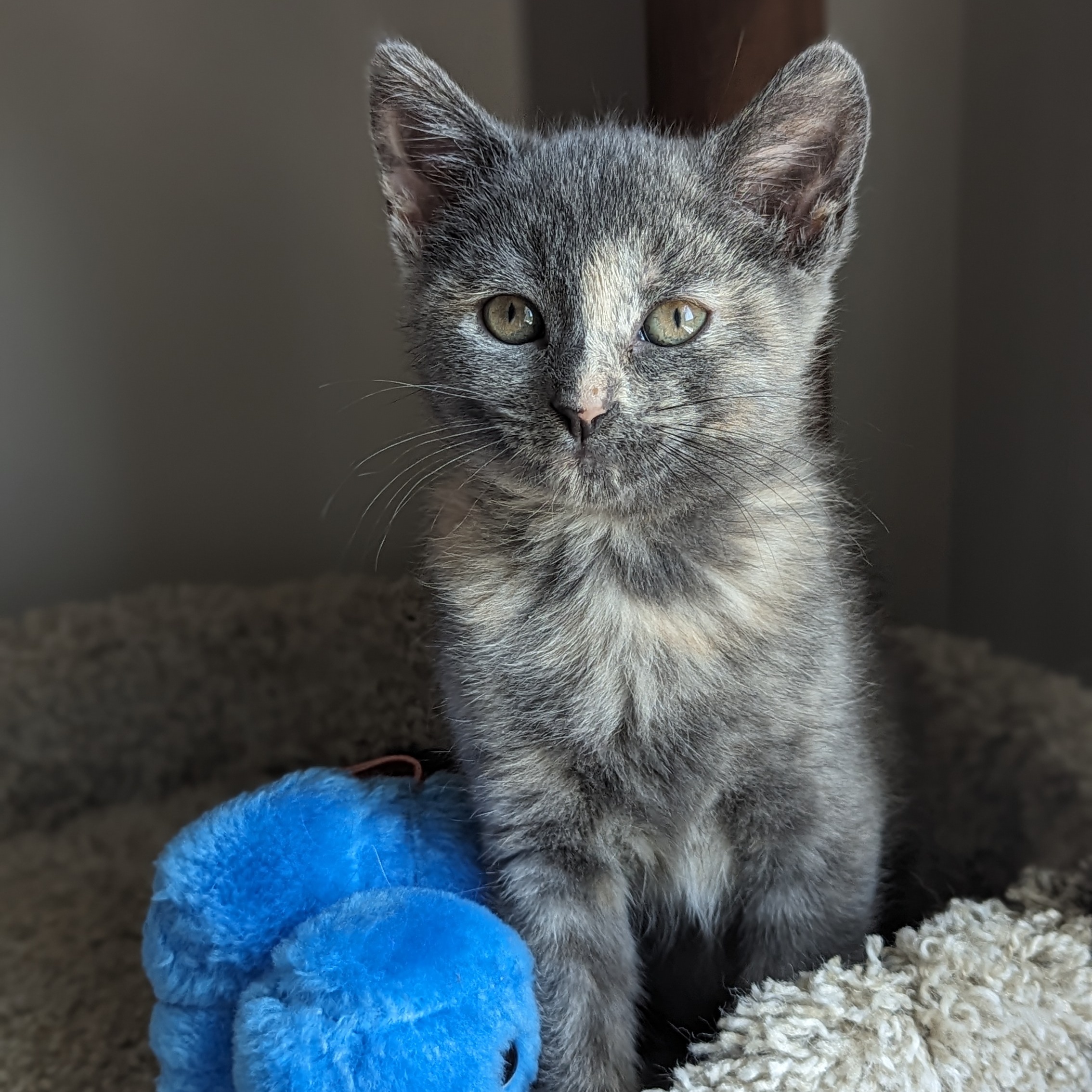 Enlarge Twill (Patterns litter), a Adopted mixed breed in Tucker, GA image 2/6