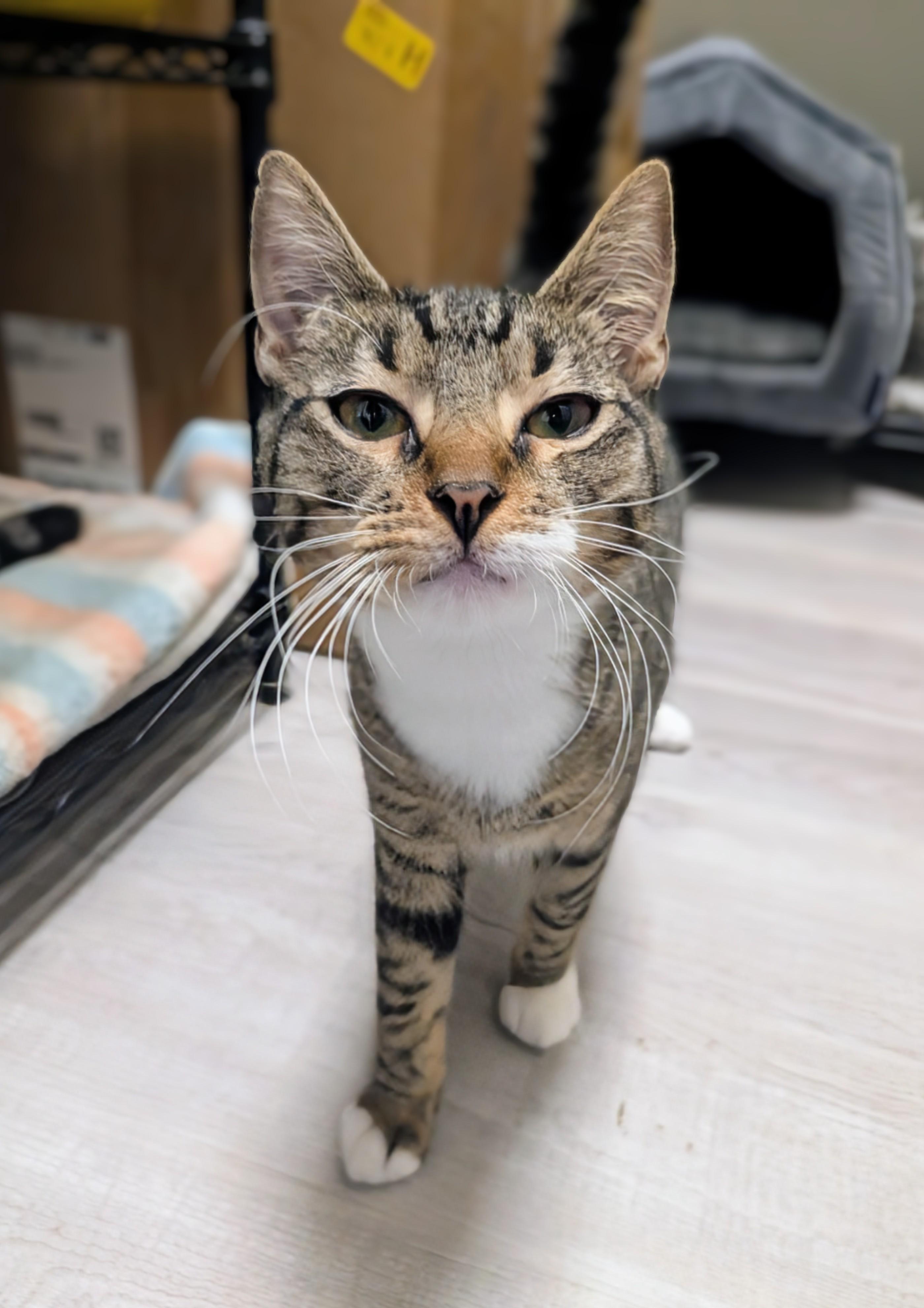 Enlarge Wallace , a ADOPTABLE Domestic Short Hair in New Port Richey, FL image 1/2