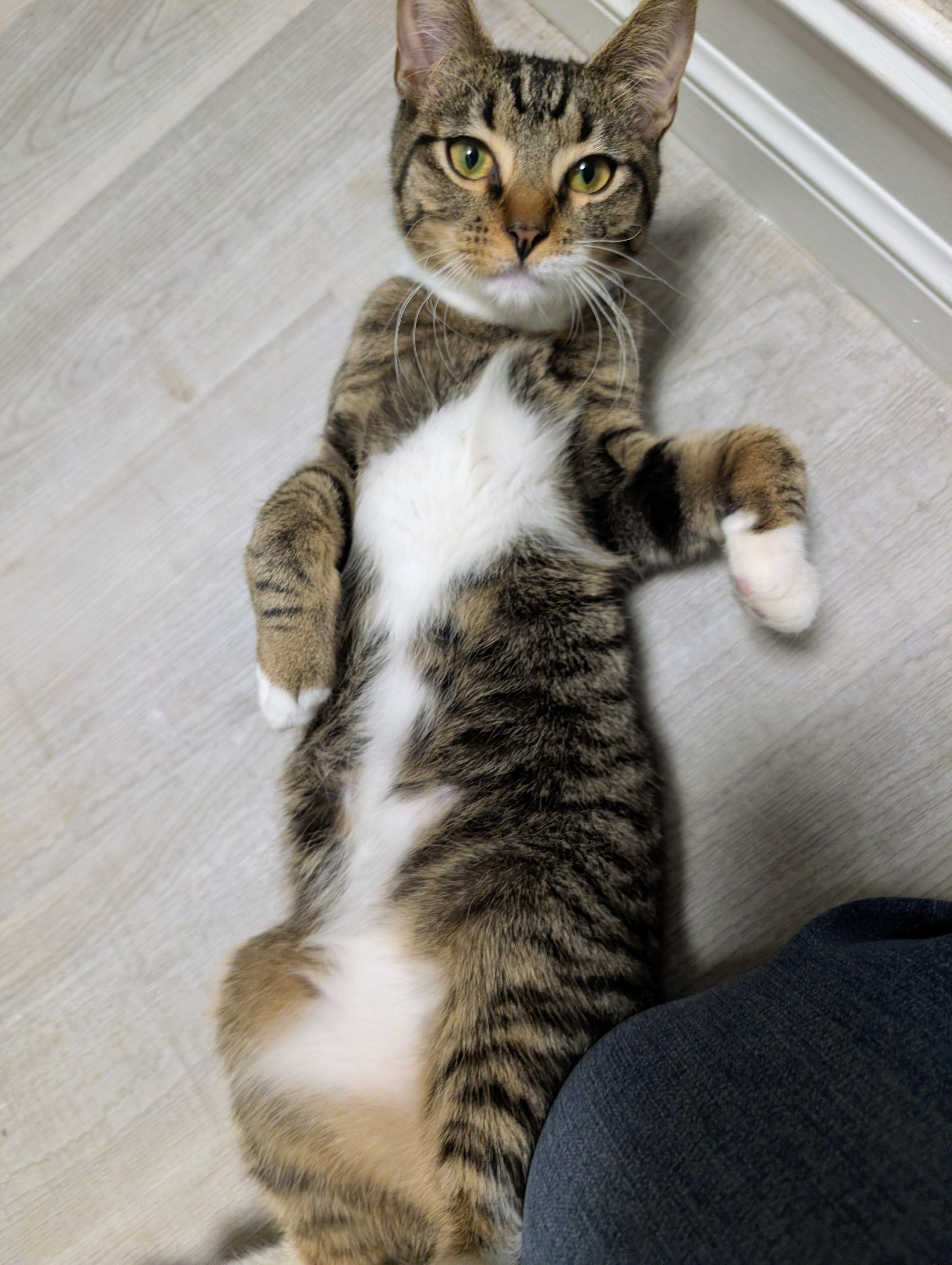 Enlarge Wallace , a ADOPTABLE Domestic Short Hair in New Port Richey, FL image 2/2