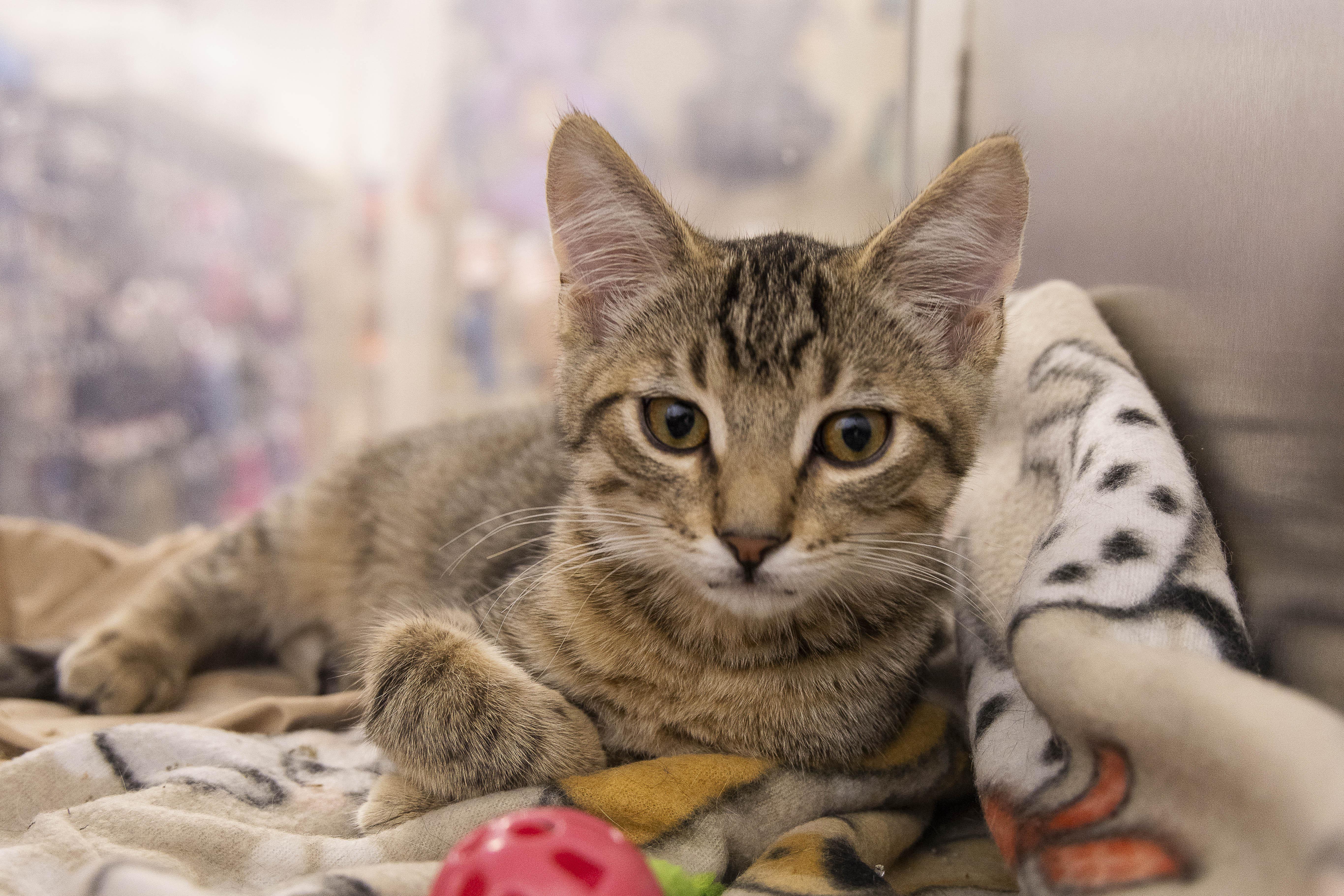 Scout and Walden, an adopted Tabby in Millville, UT image 2/2