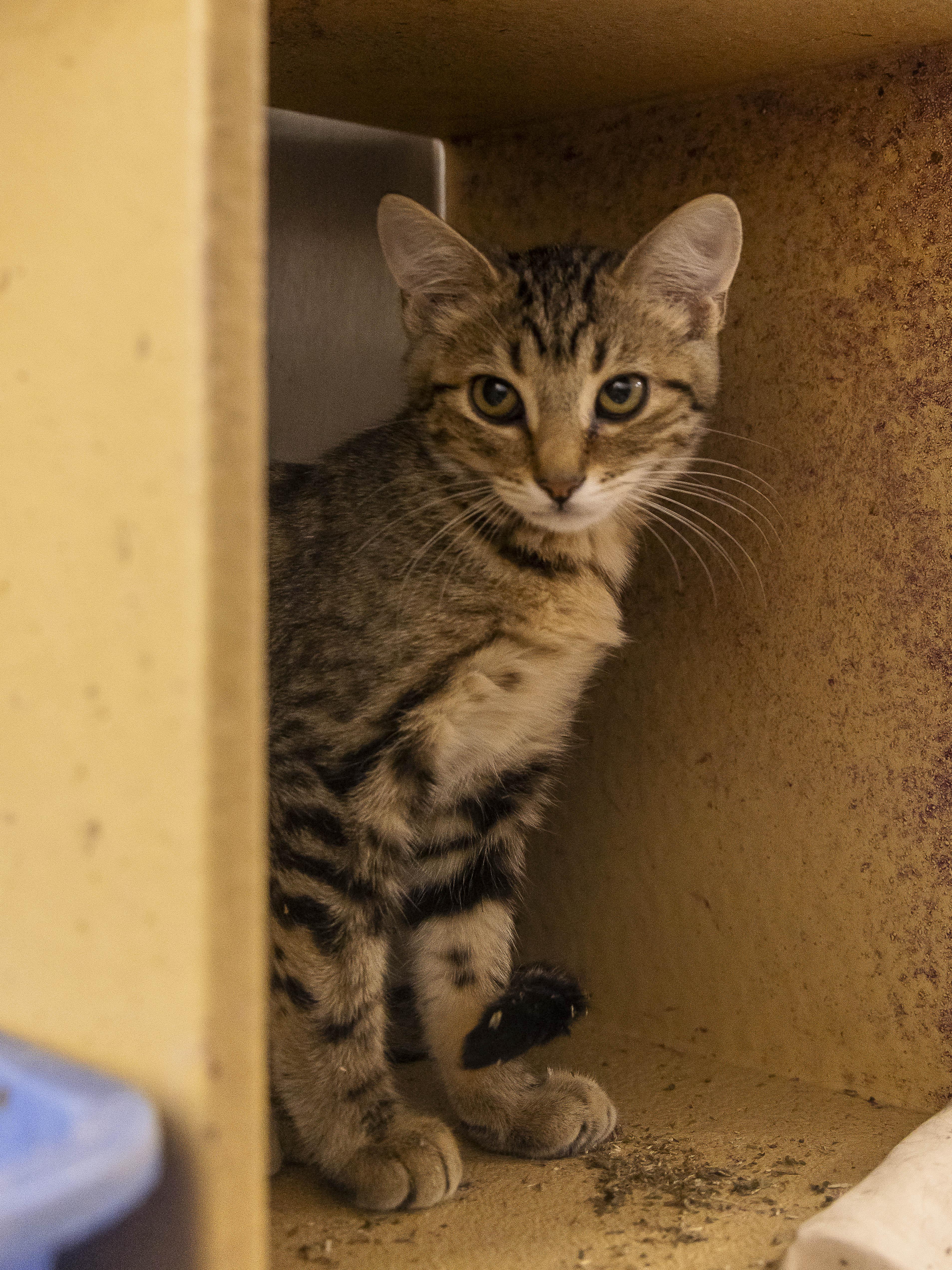 Scout and Walden, adopted, Kitten Male Tabby.