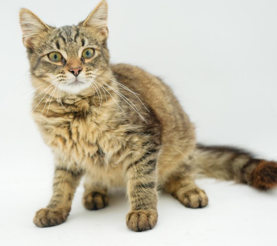 Teddy is a living teddy bear!  FLOOFY CUTENESS - VIDEO