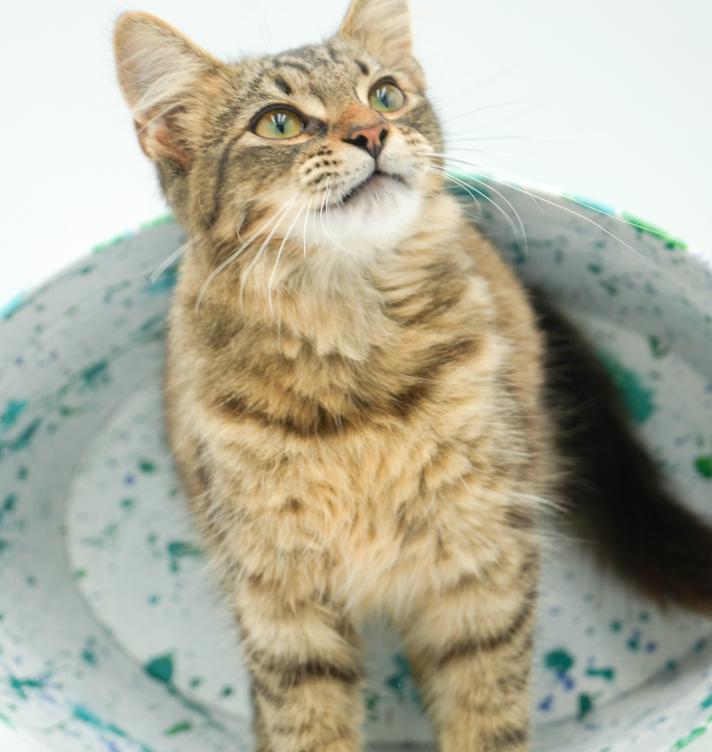 Teddy is a living teddy bear!  FLOOFY CUTENESS - VIDEO