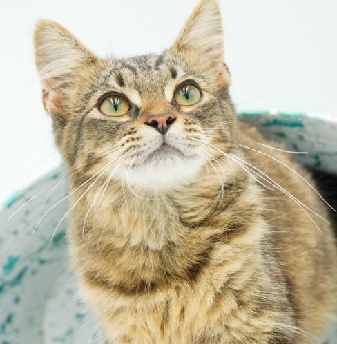 Teddy is a living teddy bear!  FLOOFY CUTENESS - VIDEO