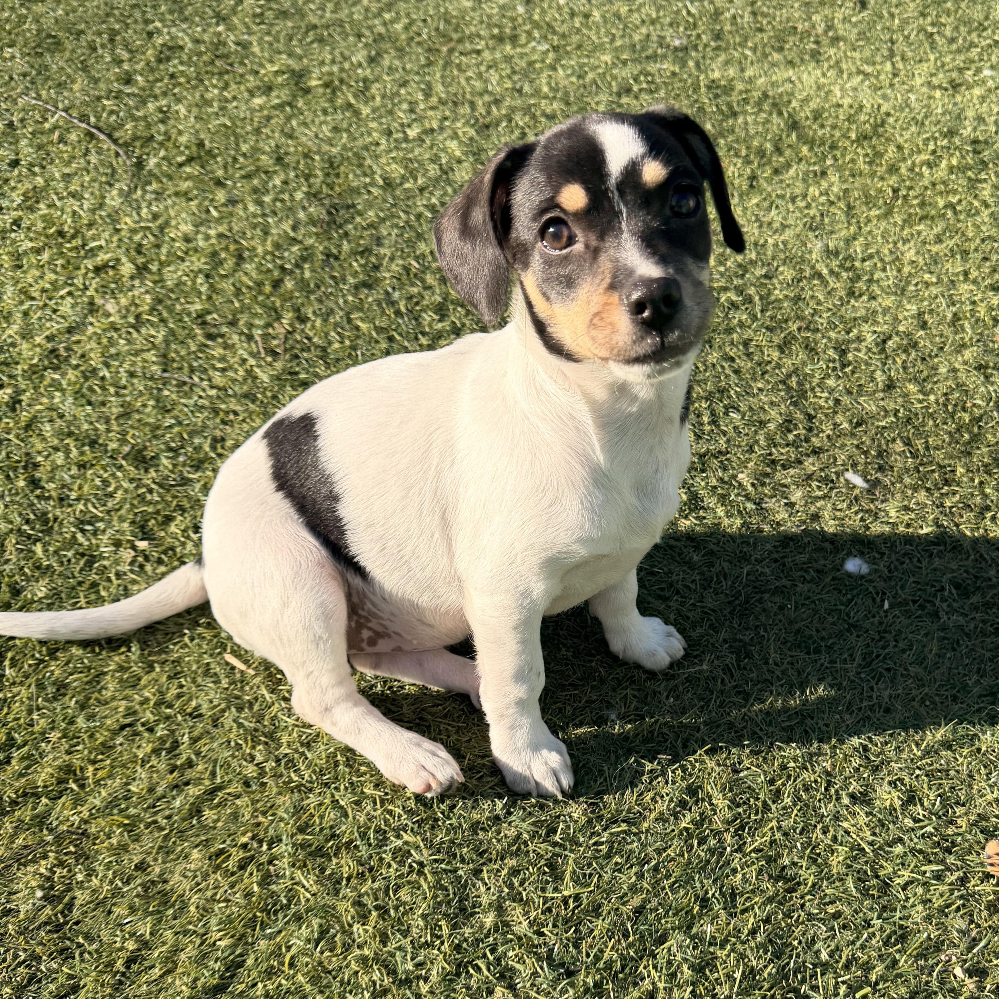 Enlarge Olive - The Pizza Litter, an adopted mixed breed in Kentwood, MI image 2/6