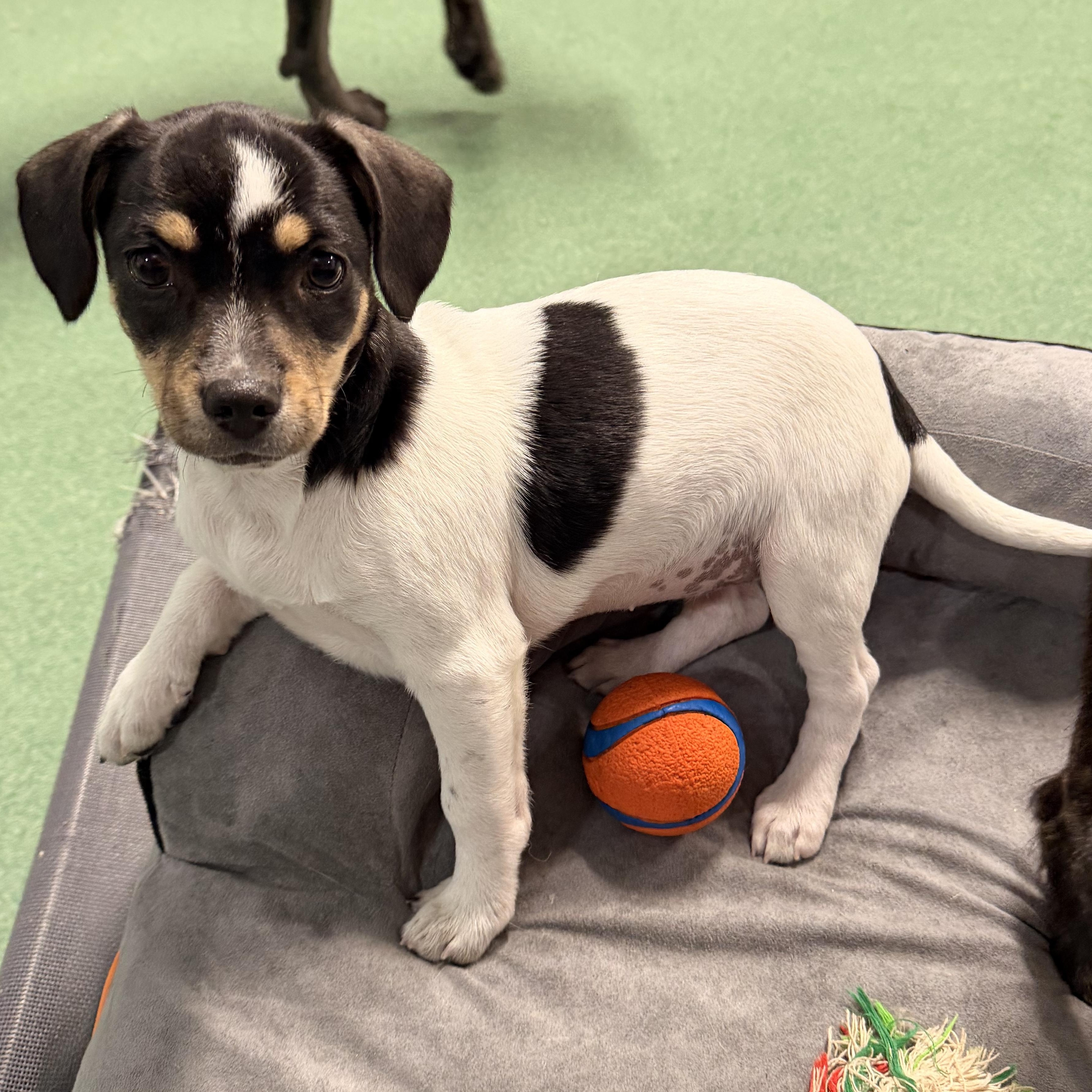 Enlarge Olive - The Pizza Litter, an adopted mixed breed in Kentwood, MI image 4/6