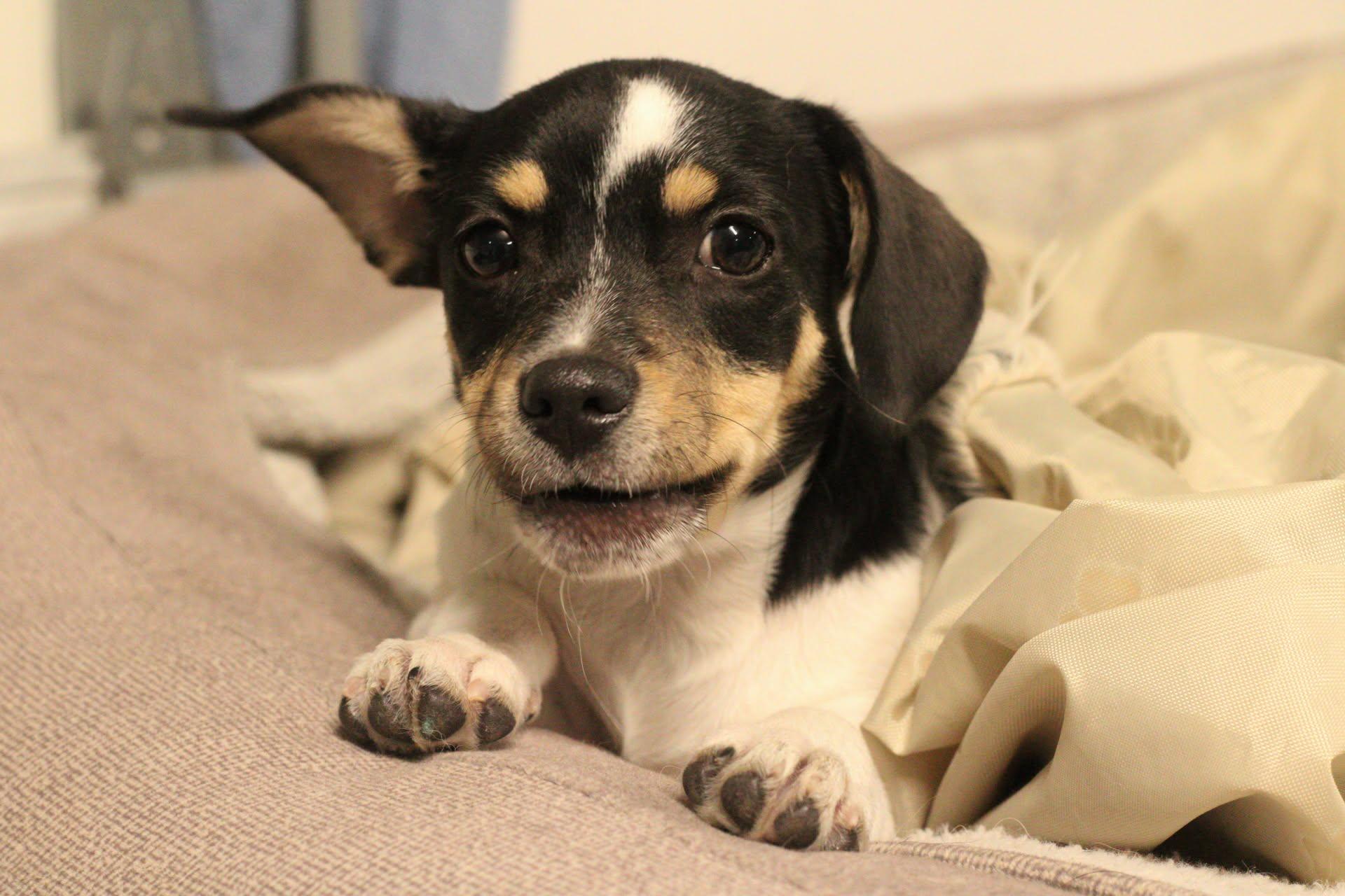 Enlarge Olive - The Pizza Litter, an adopted mixed breed in Kentwood, MI image 5/6