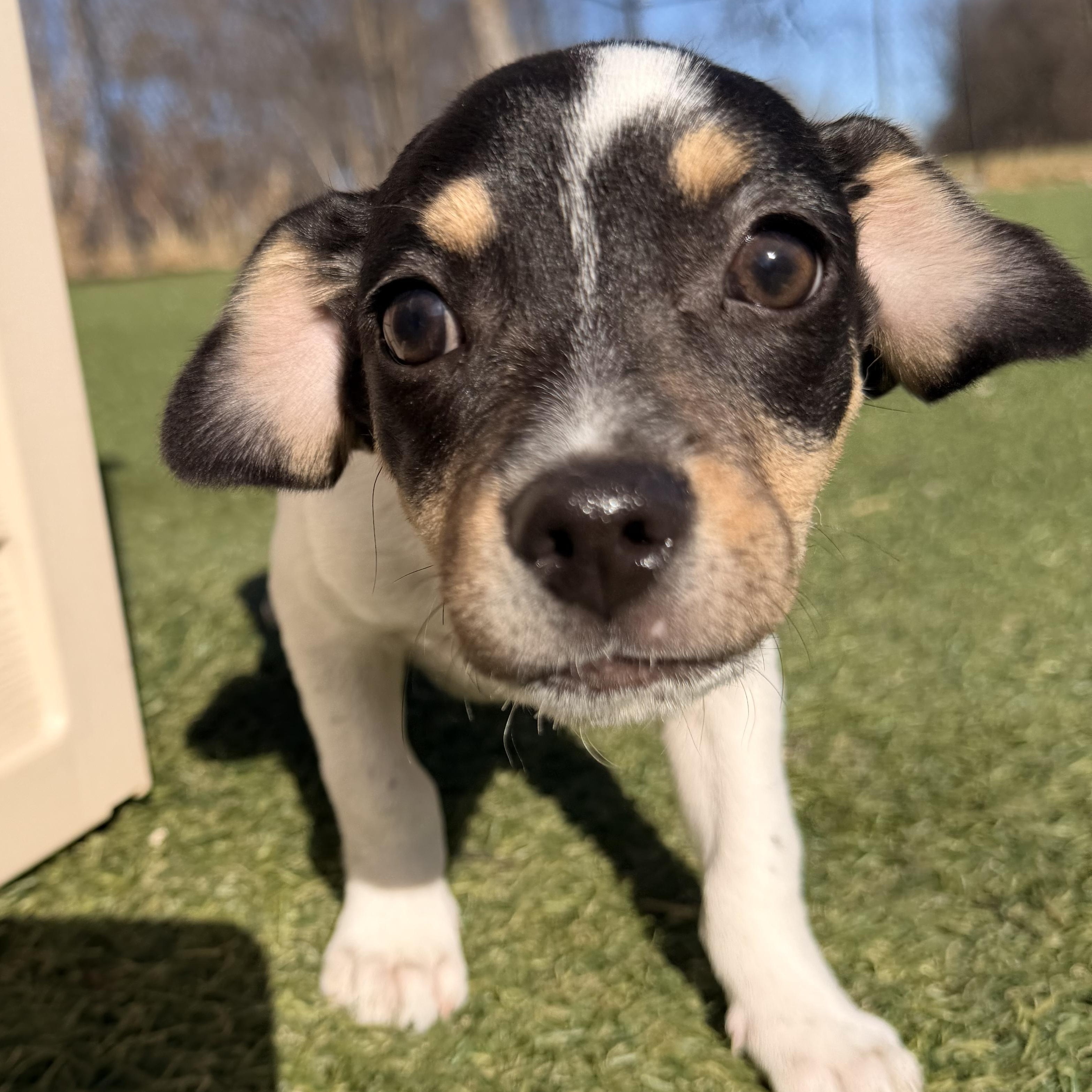 Enlarge Olive - The Pizza Litter, an adopted mixed breed in Kentwood, MI image 3/6