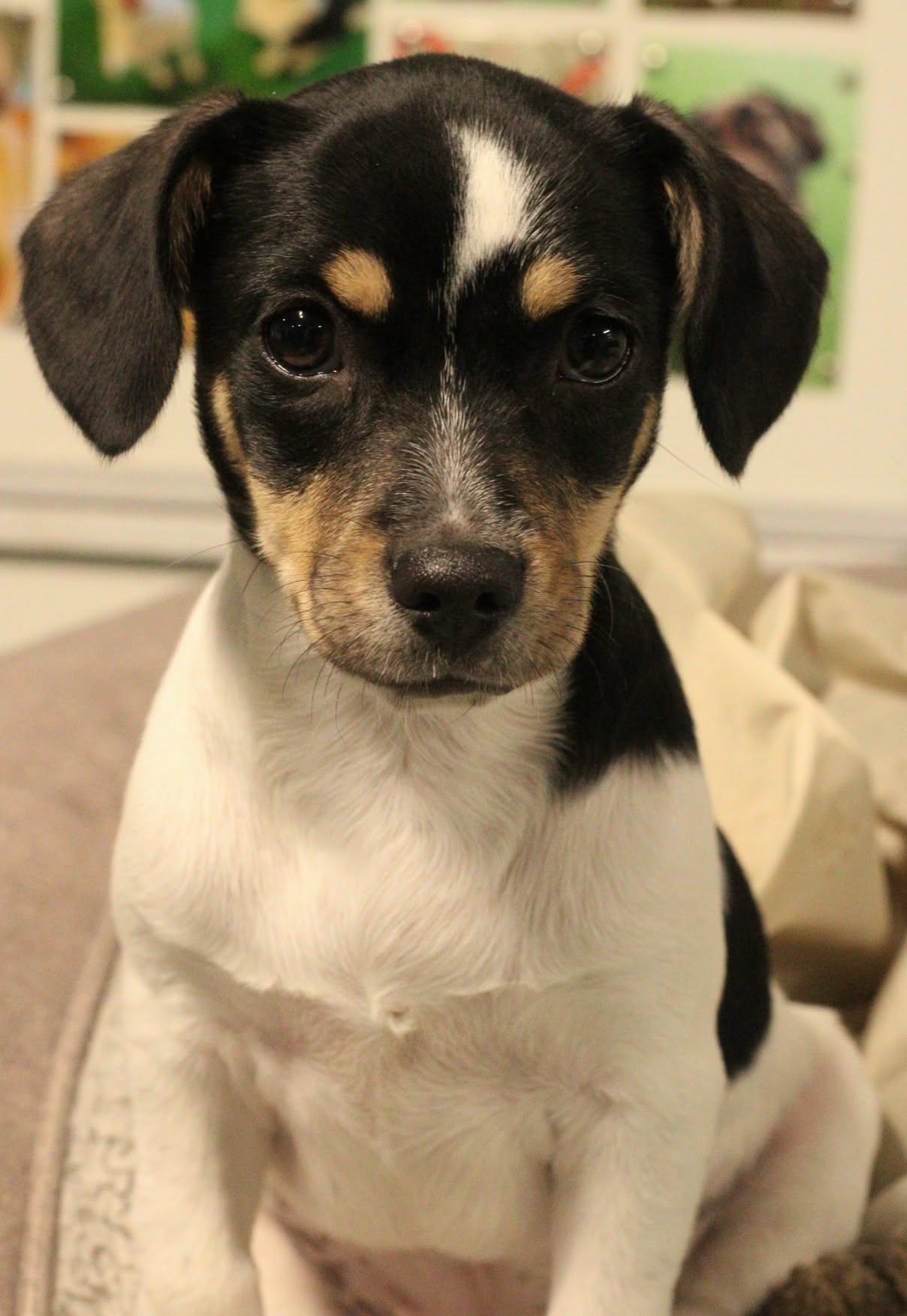 Enlarge Olive - The Pizza Litter, an adopted mixed breed in Kentwood, MI image 6/6