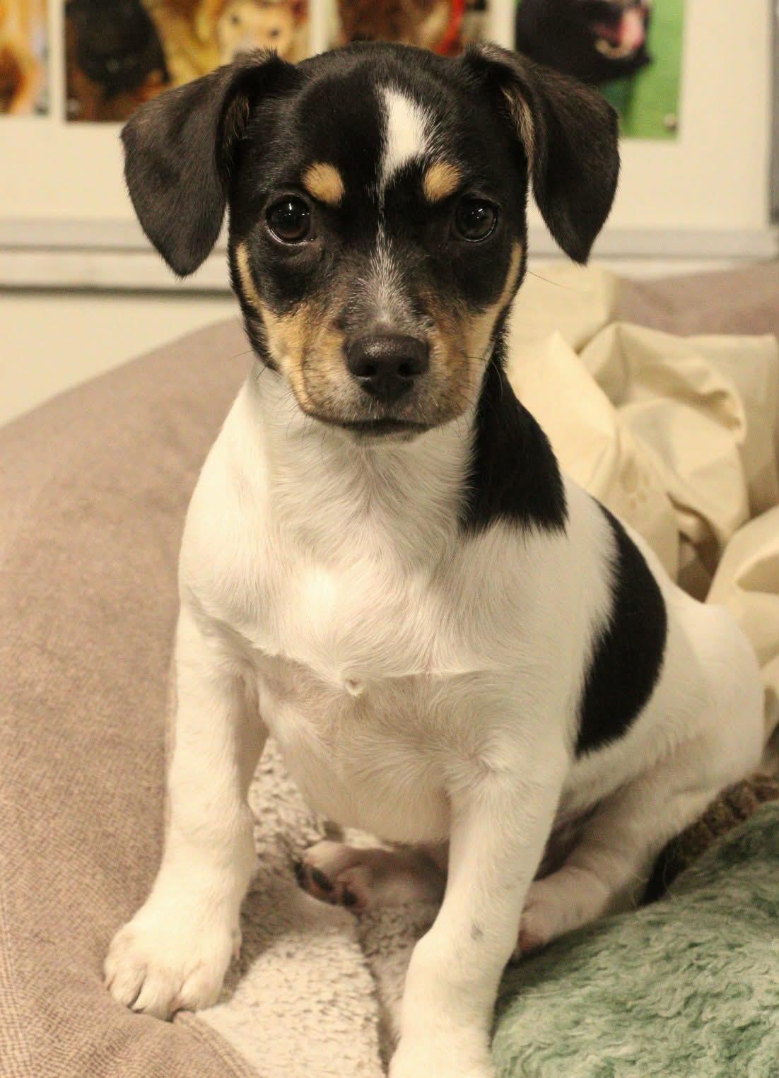 Olive - The Pizza Litter, adopted, Puppy Female Miniature Dachshund & Chihuahua.