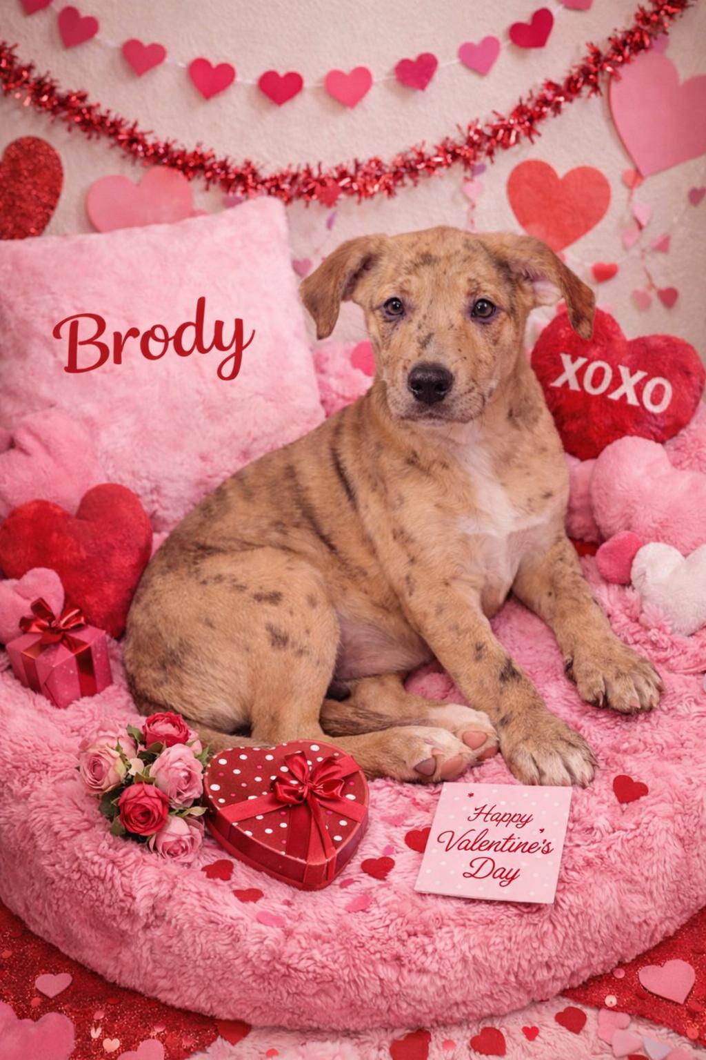 Enlarge Brody, an adopted mixed breed in Momence, IL image 1/1