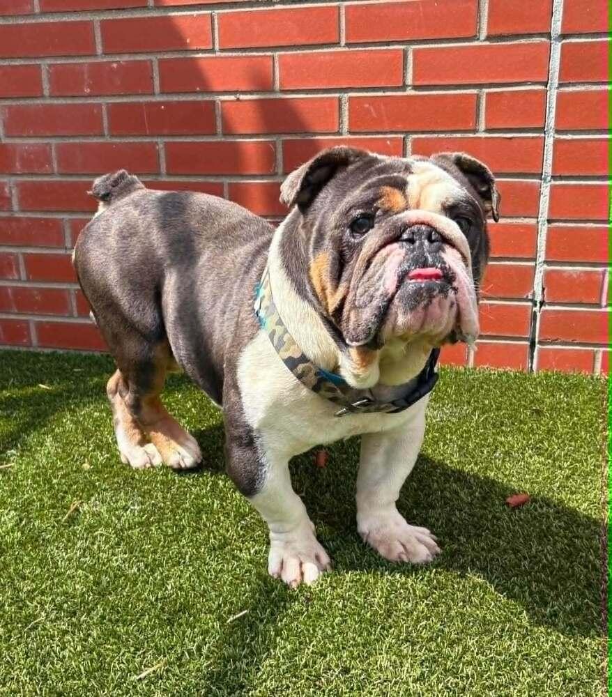 Rowdy, a Adoptable English Bulldog in Oakland, MI image 2/5