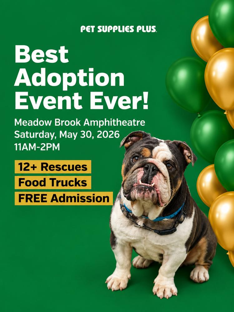 Rowdy, a Adoptable English Bulldog in Oakland, MI image 1/5