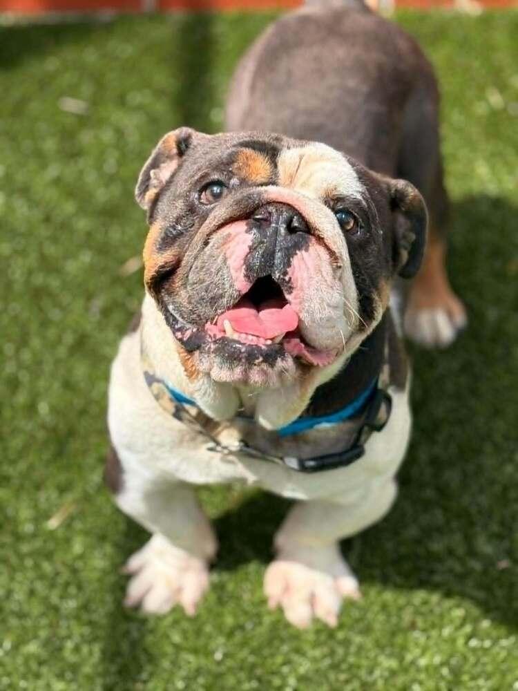 Rowdy, a Adoptable English Bulldog in Oakland, MI image 3/5