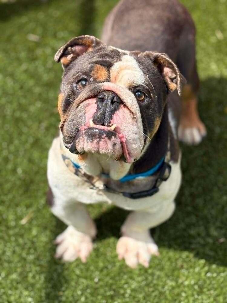 Rowdy, a Adoptable English Bulldog in Oakland, MI image 4/5