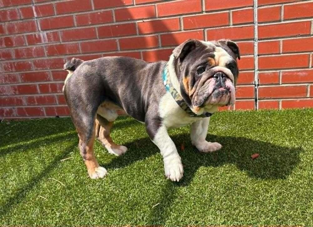 Rowdy, a Adoptable English Bulldog in Oakland, MI image 5/5