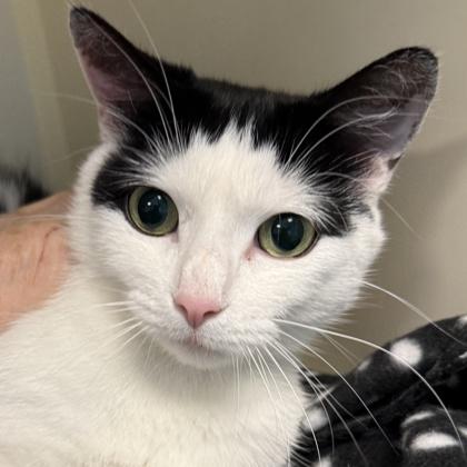 BeezlyBee, adopted, Adult Female Domestic Short Hair.