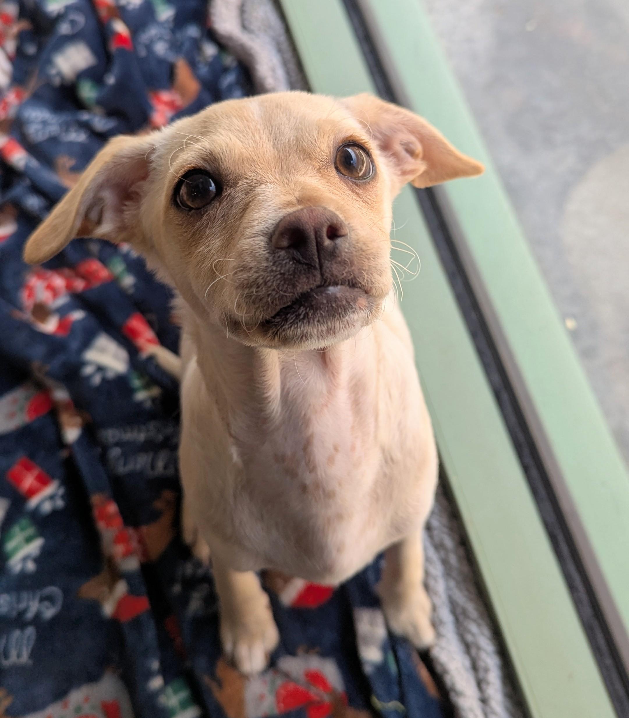 Astrah, a Adopted mixed breed in Thousand Oaks, CA image 1/3