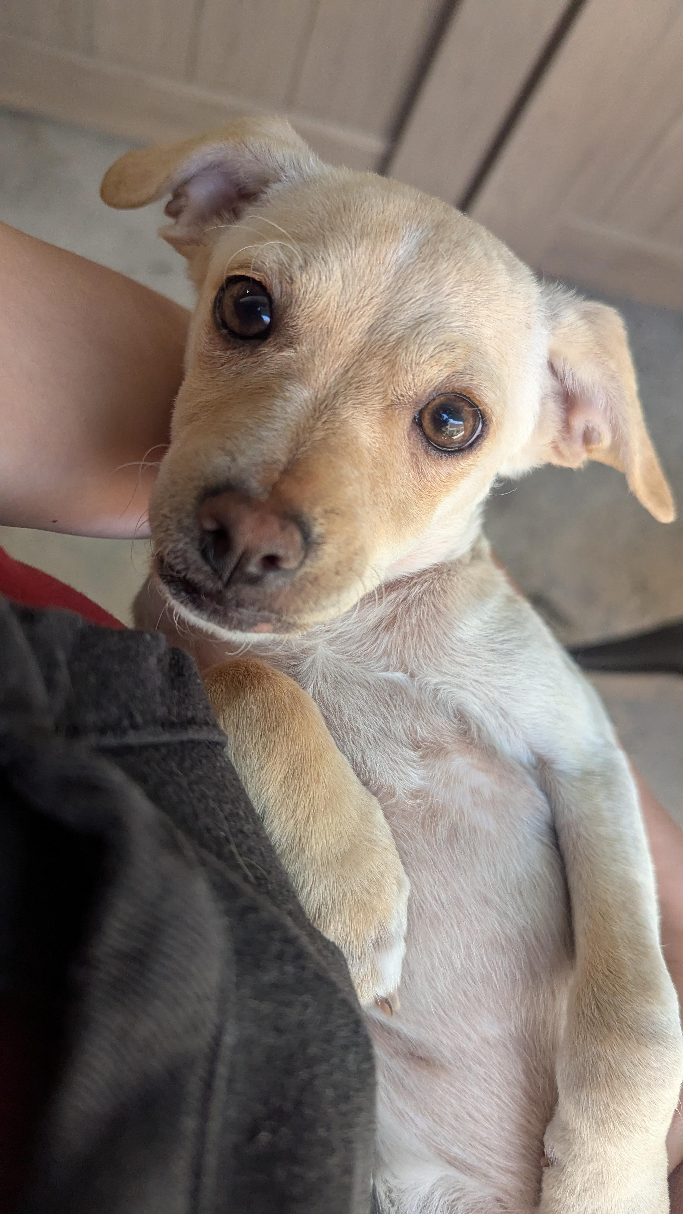 Astrah, a Adopted mixed breed in Thousand Oaks, CA image 2/3