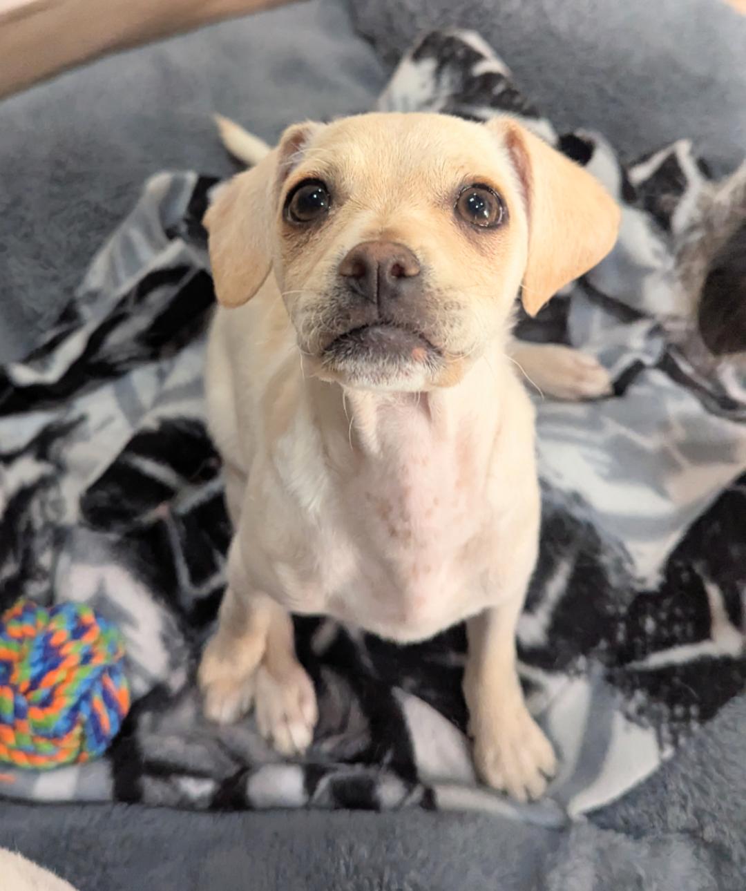 Astrah, a Adopted mixed breed in Thousand Oaks, CA image 3/3