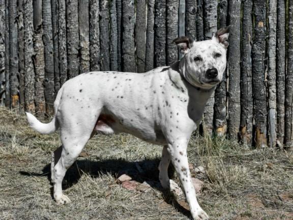 Enlarge BUD, a Adoptable Mixed Breed in Santa Fe, NM image 1/1