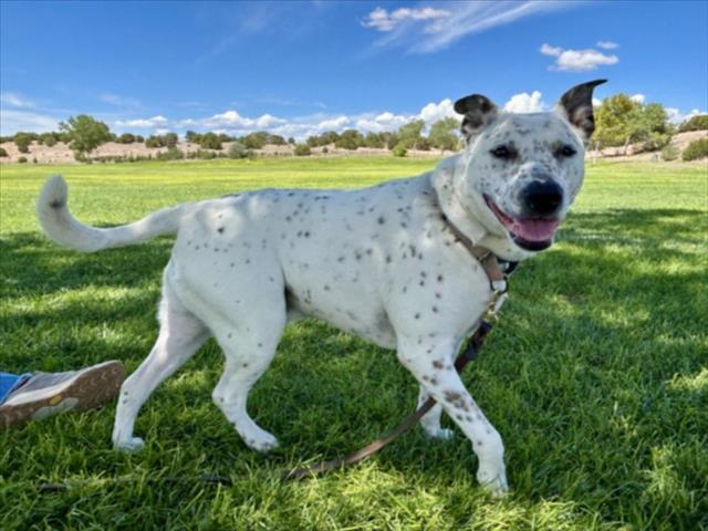 BUD, Adoptable, Adult Male Mixed Breed.
