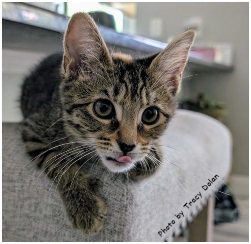 Thin Mint 2, Adoptable, Kitten Female Tabby.