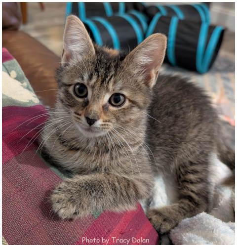 Thin Mint 2, a Adoptable Tabby in Oak Ridge, TN image 2/3