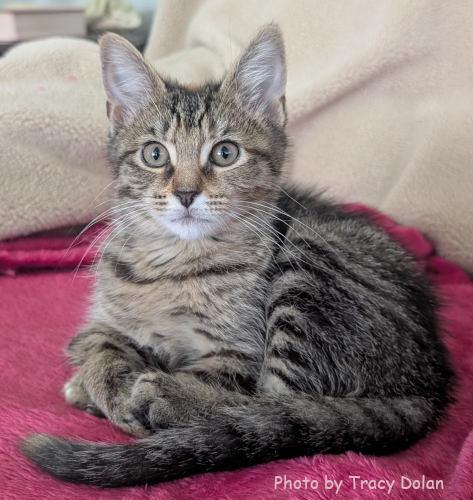 Thin Mint 2, a Adoptable Tabby in Oak Ridge, TN image 3/3