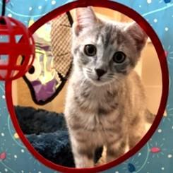 Sierra, a ADOPTABLE mixed breed in Smithfield, NC image 2/3