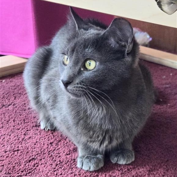 Lady Gray Holmlund, ADOPTABLE, Kitten Female Domestic Short Hair.
