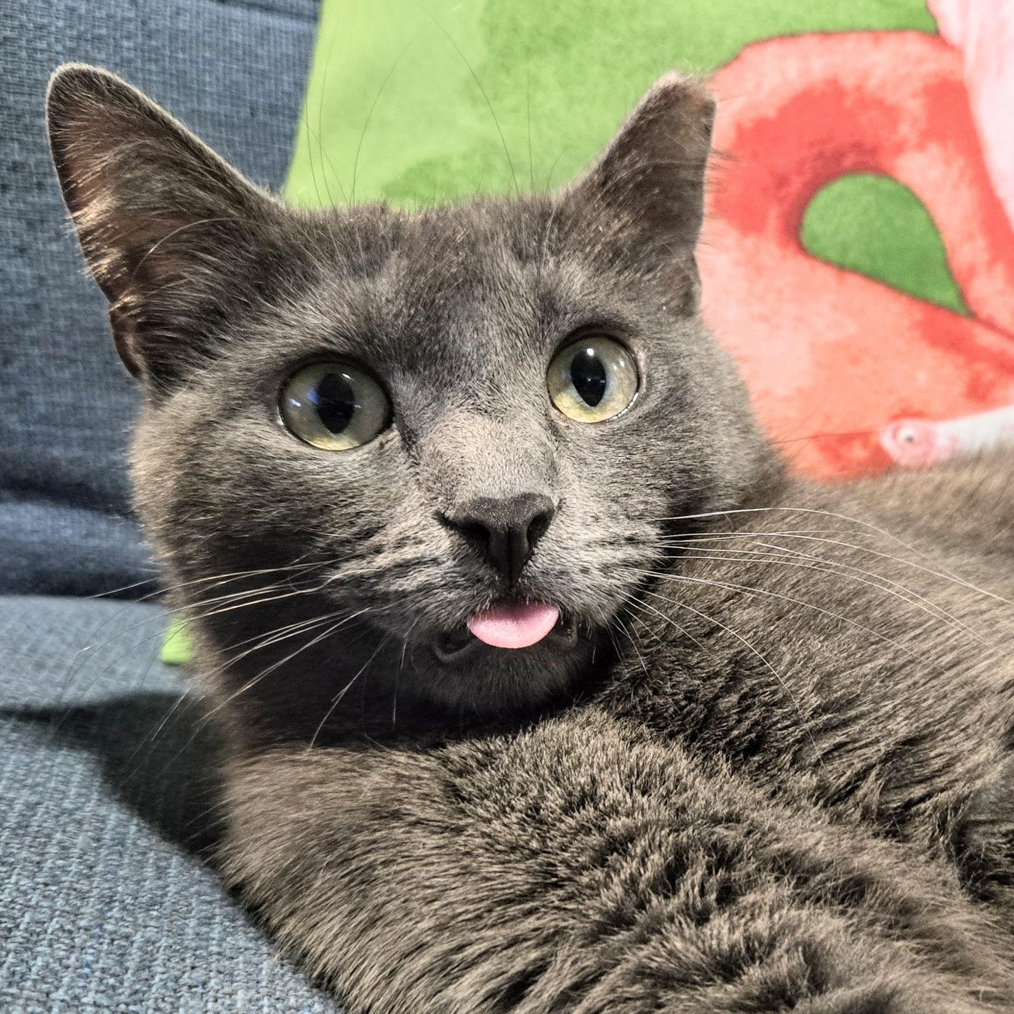 Enlarge Lady Gray Holmlund, an adopted mixed breed in Denver, CO image 4/6