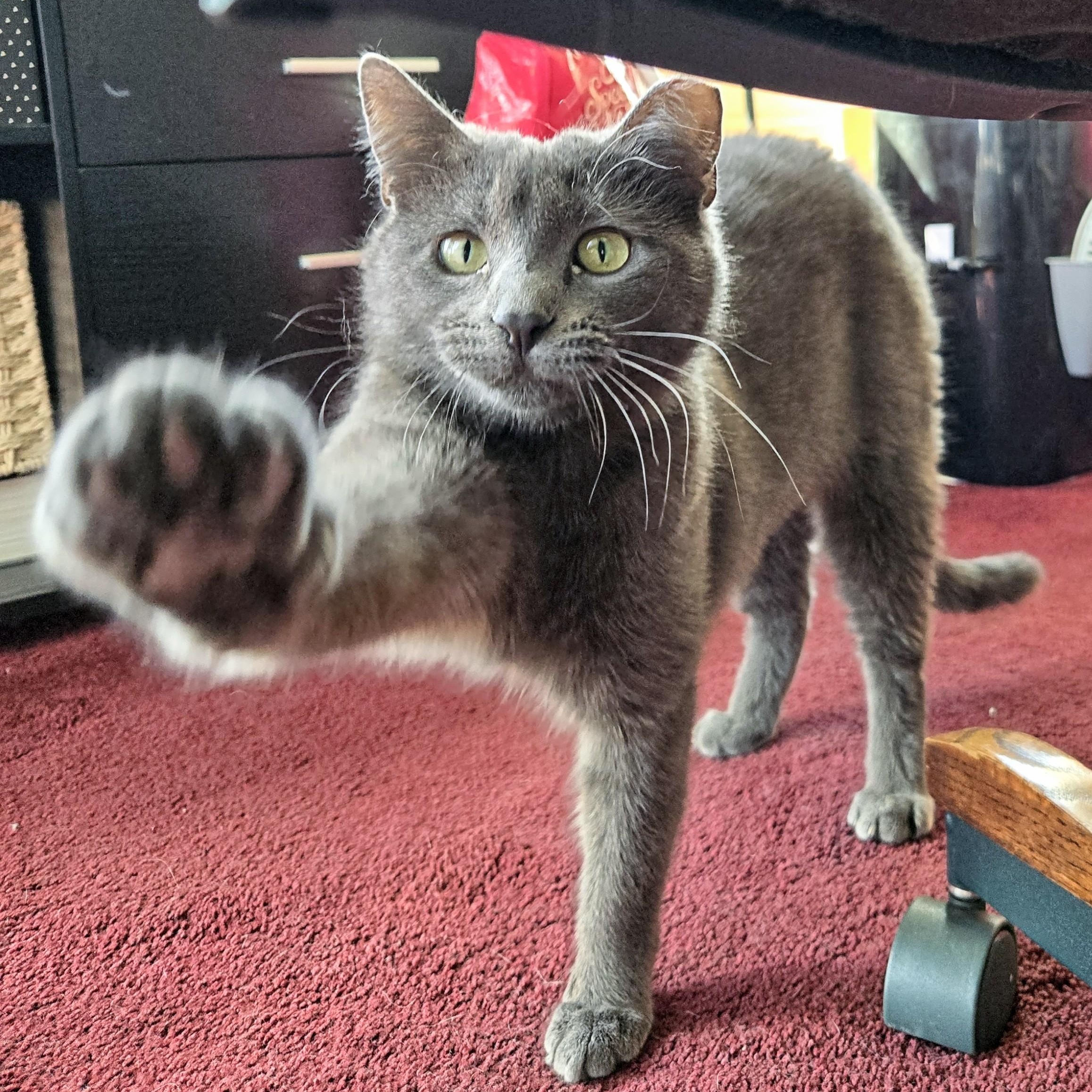 Enlarge Lady Gray Holmlund, an adopted mixed breed in Denver, CO image 2/6