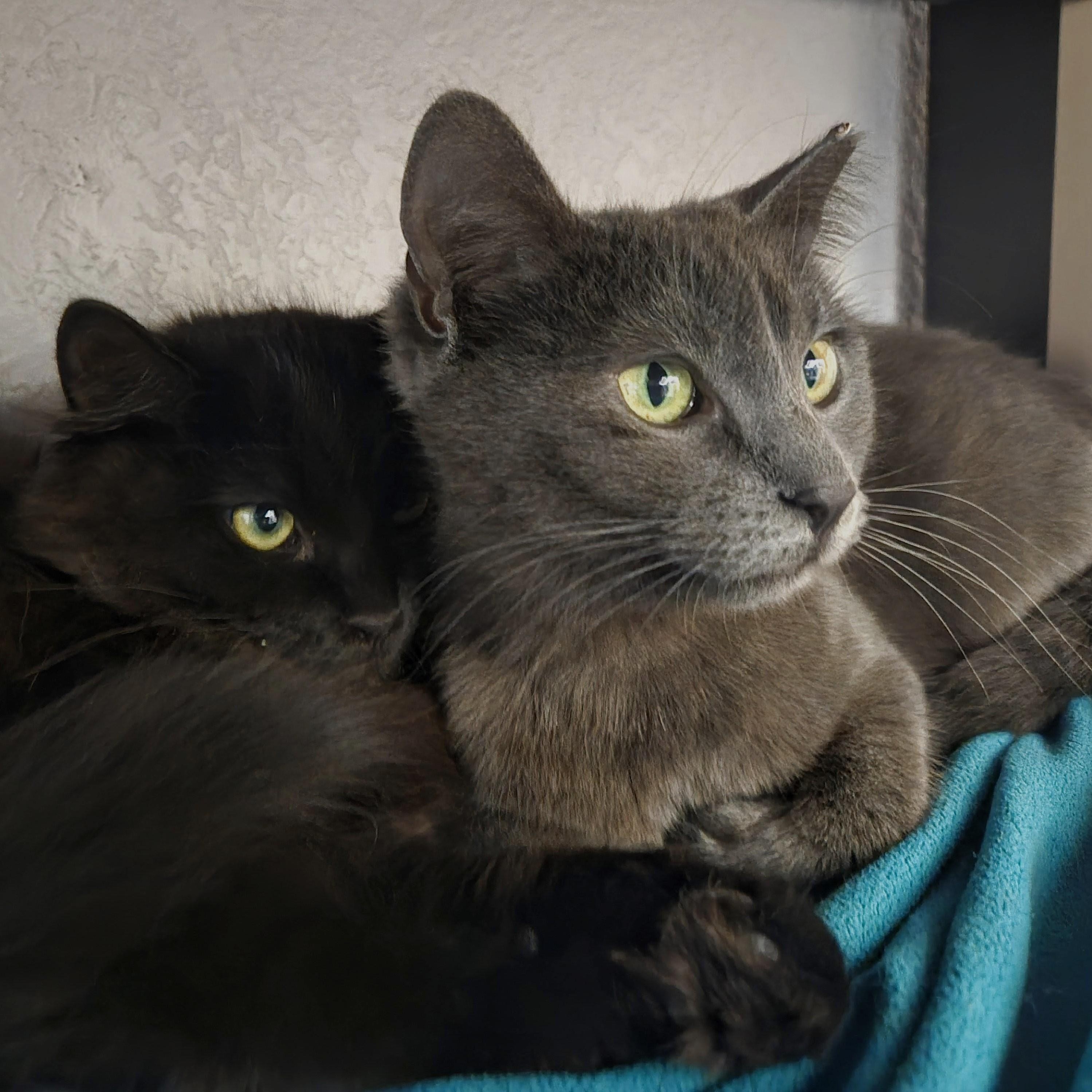 Enlarge Lady Gray Holmlund, an adopted mixed breed in Denver, CO image 3/6