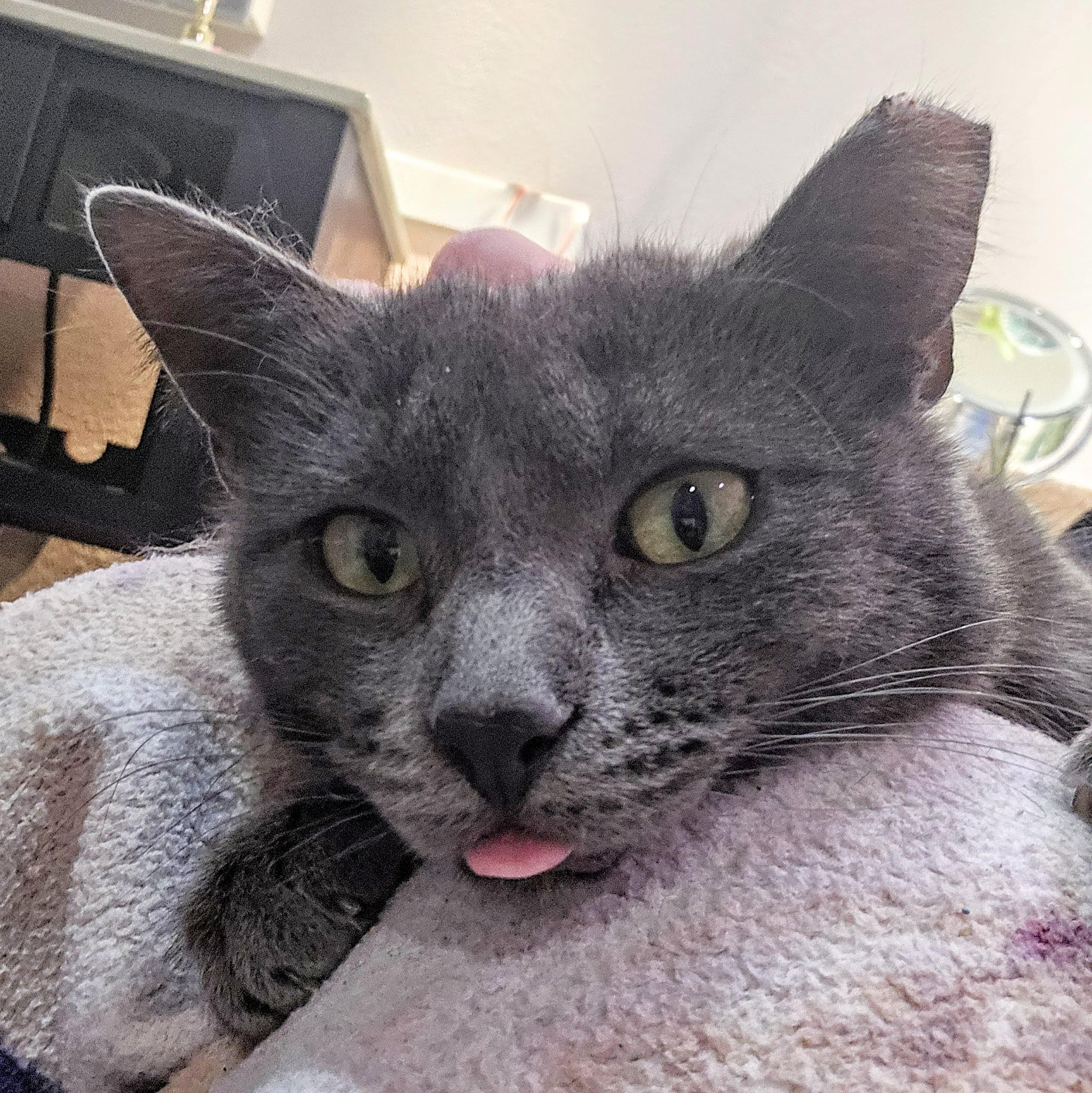 Enlarge Lady Gray Holmlund, an adopted mixed breed in Denver, CO image 5/6