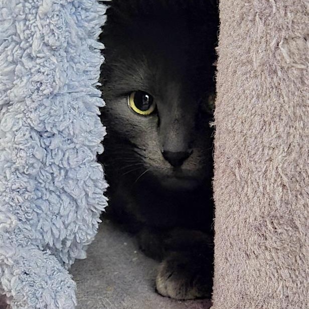 Enlarge Lady Gray Holmlund, an adopted mixed breed in Denver, CO image 6/6