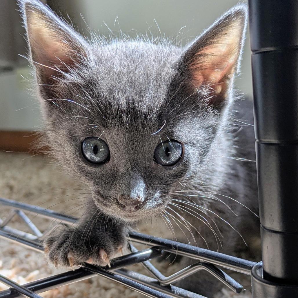 Ash $150, Adoptable, Kitten Male Domestic Short Hair.