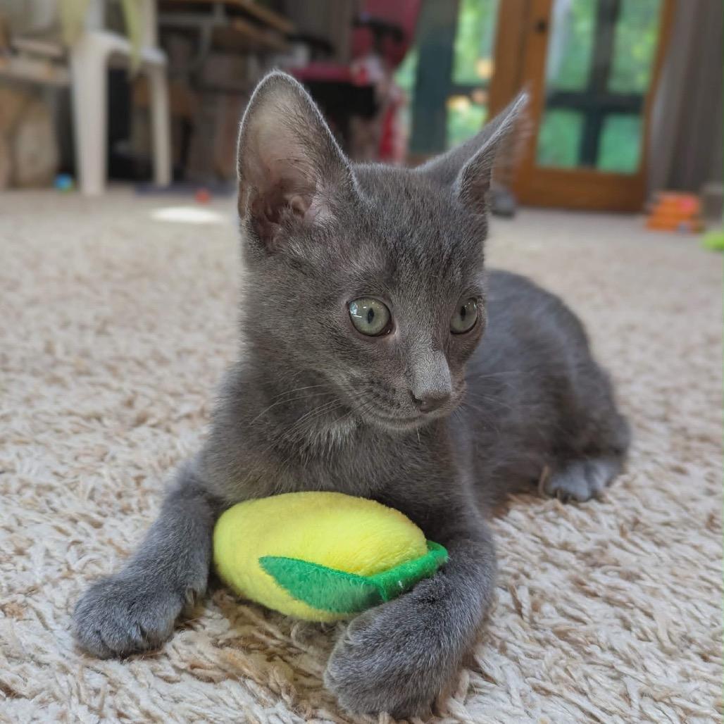 Ash $150, a Adoptable Domestic Short Hair in Milwaukee, WI image 2/6